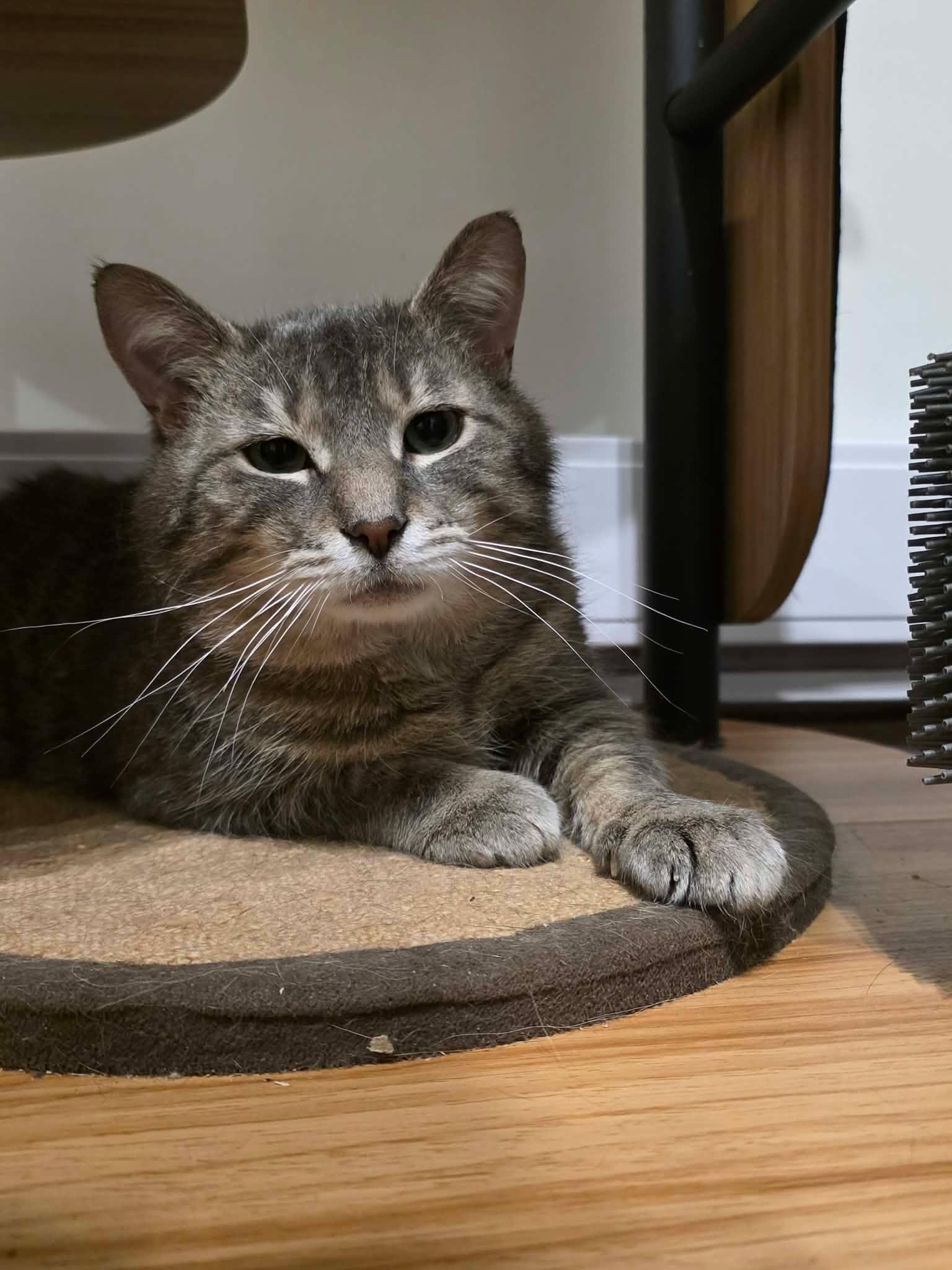 Enlarge Monsieur LeGris, a ADOPTABLE Domestic Short Hair in Terrebonne, QC image 2/6