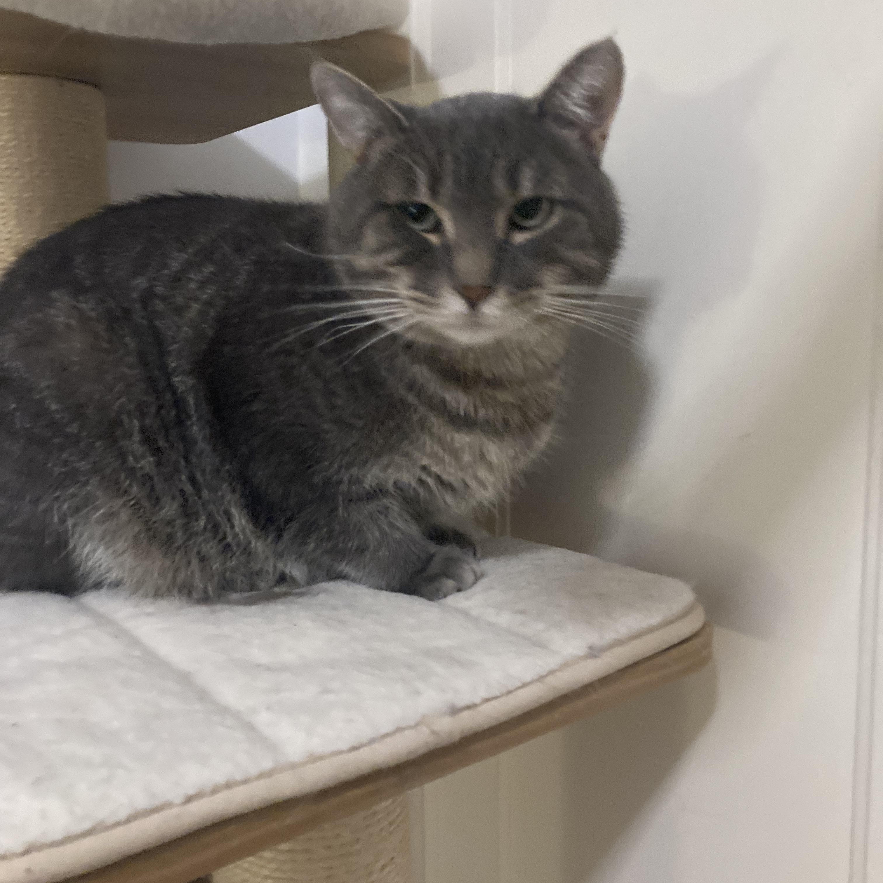 Enlarge Monsieur LeGris, a Adoptable Domestic Short Hair in Terrebonne, QC image 6/6