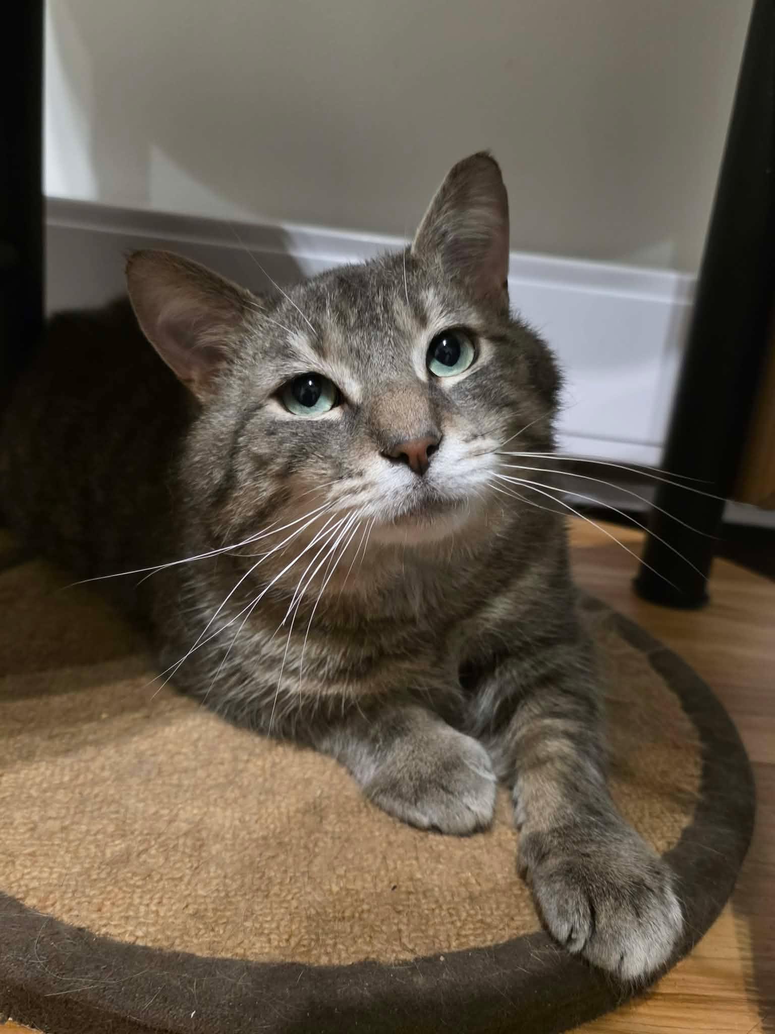 Enlarge Monsieur LeGris, a ADOPTABLE Domestic Short Hair in Terrebonne, QC image 3/6