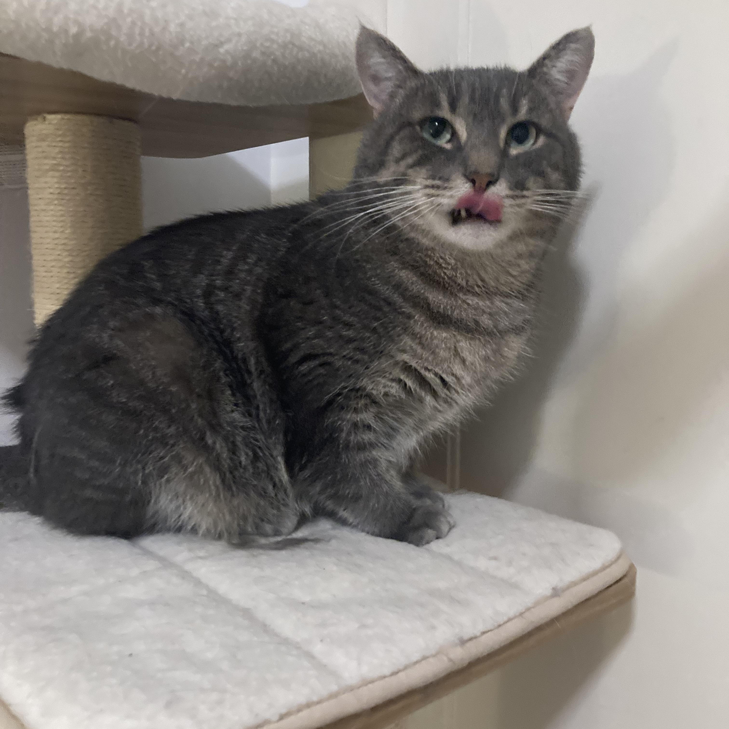 Enlarge Monsieur LeGris, a Adoptable Domestic Short Hair in Terrebonne, QC image 1/6