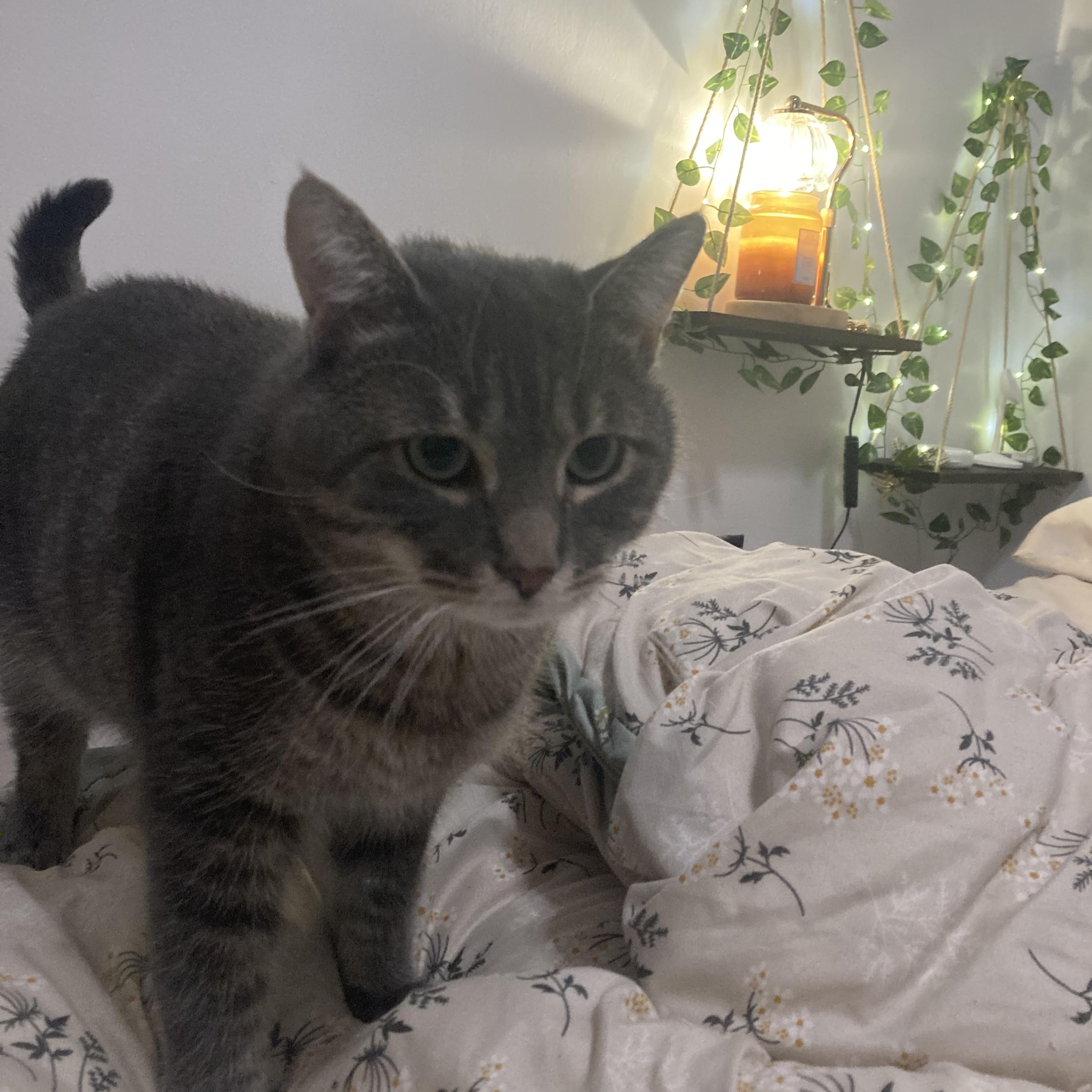 Enlarge Monsieur LeGris, a Adoptable Domestic Short Hair in Terrebonne, QC image 5/6
