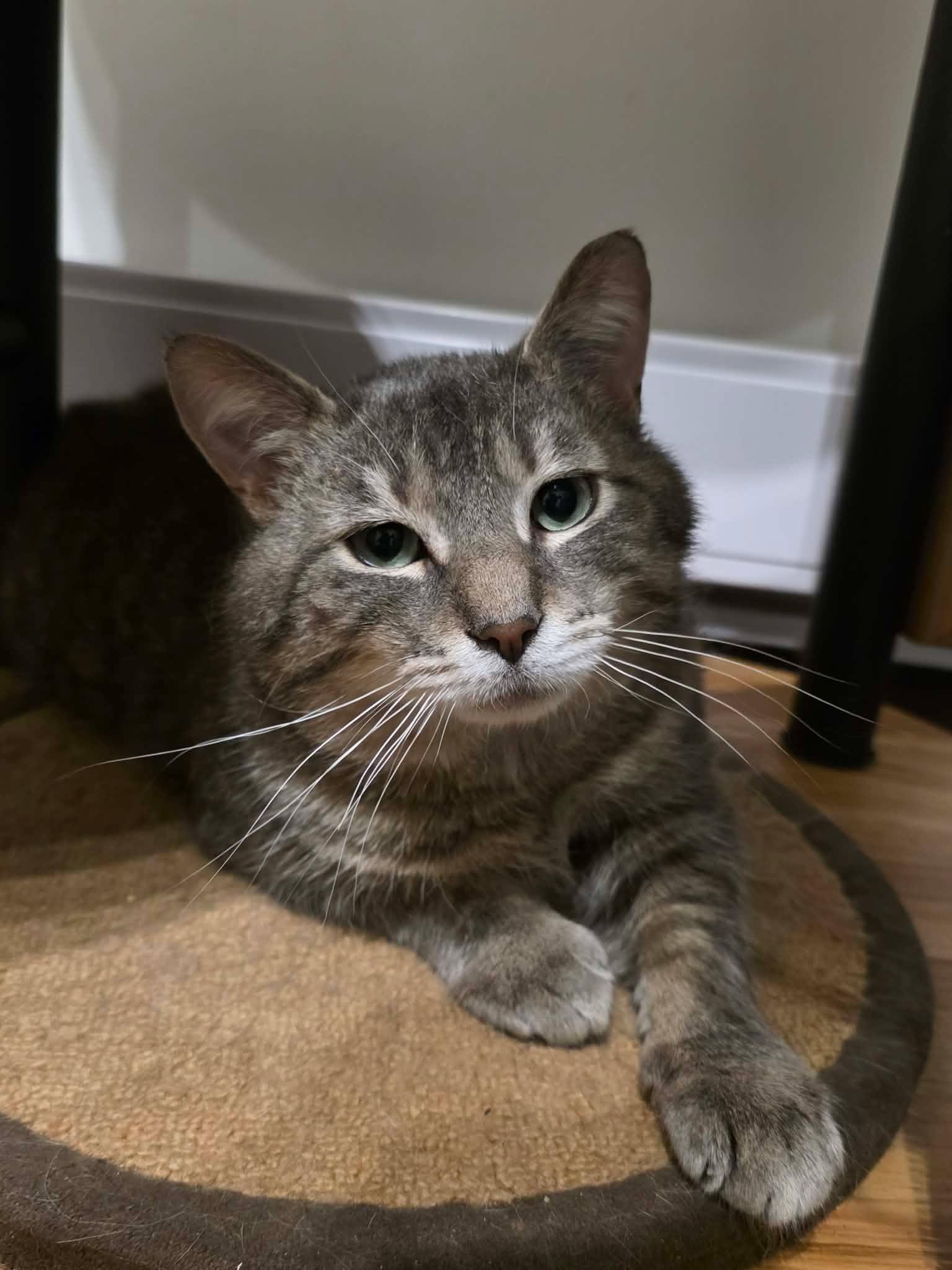 Enlarge Monsieur LeGris, a ADOPTABLE Domestic Short Hair in Terrebonne, QC image 5/6