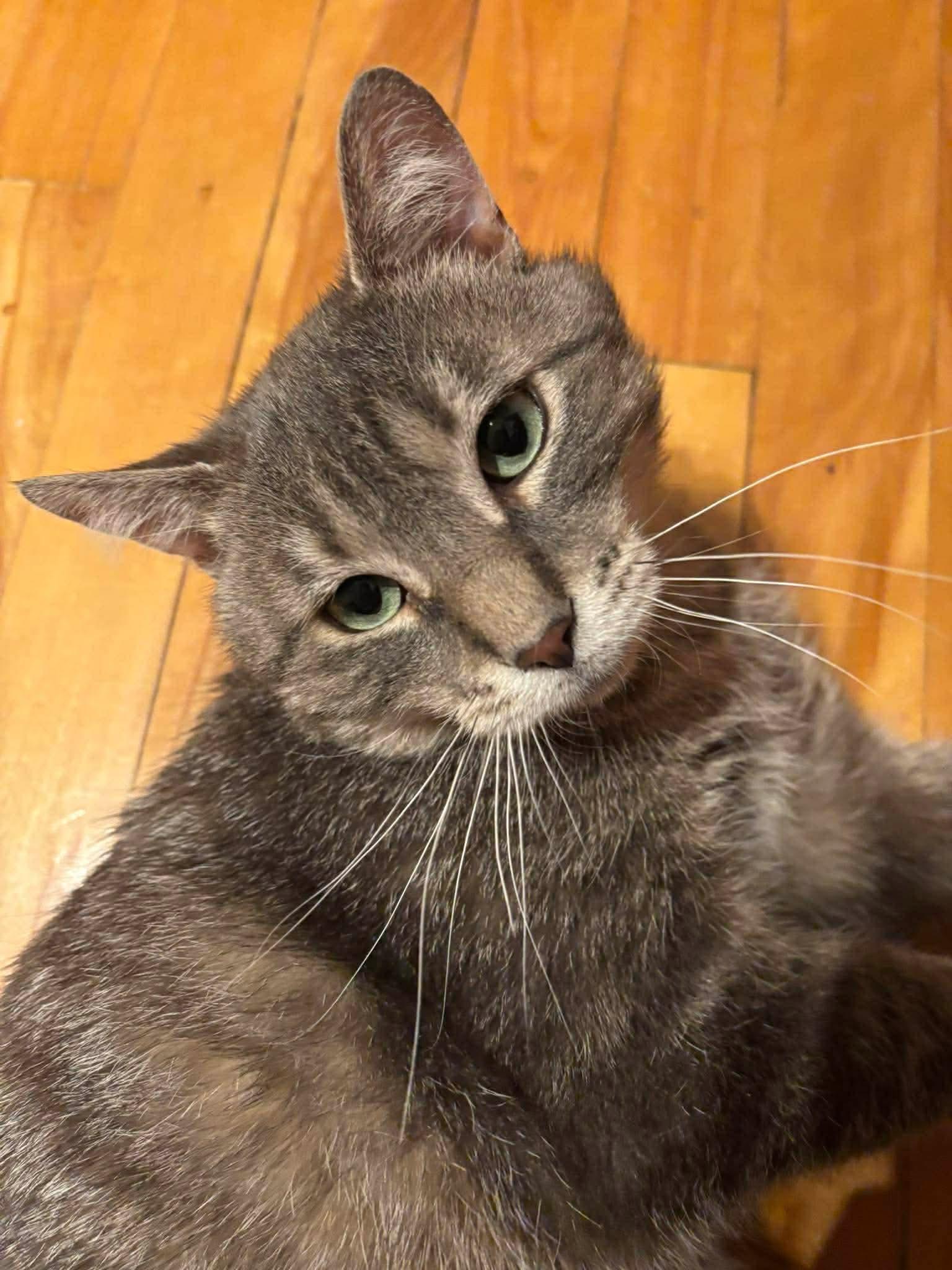 Enlarge Monsieur LeGris, a ADOPTABLE Domestic Short Hair in Terrebonne, QC image 6/6