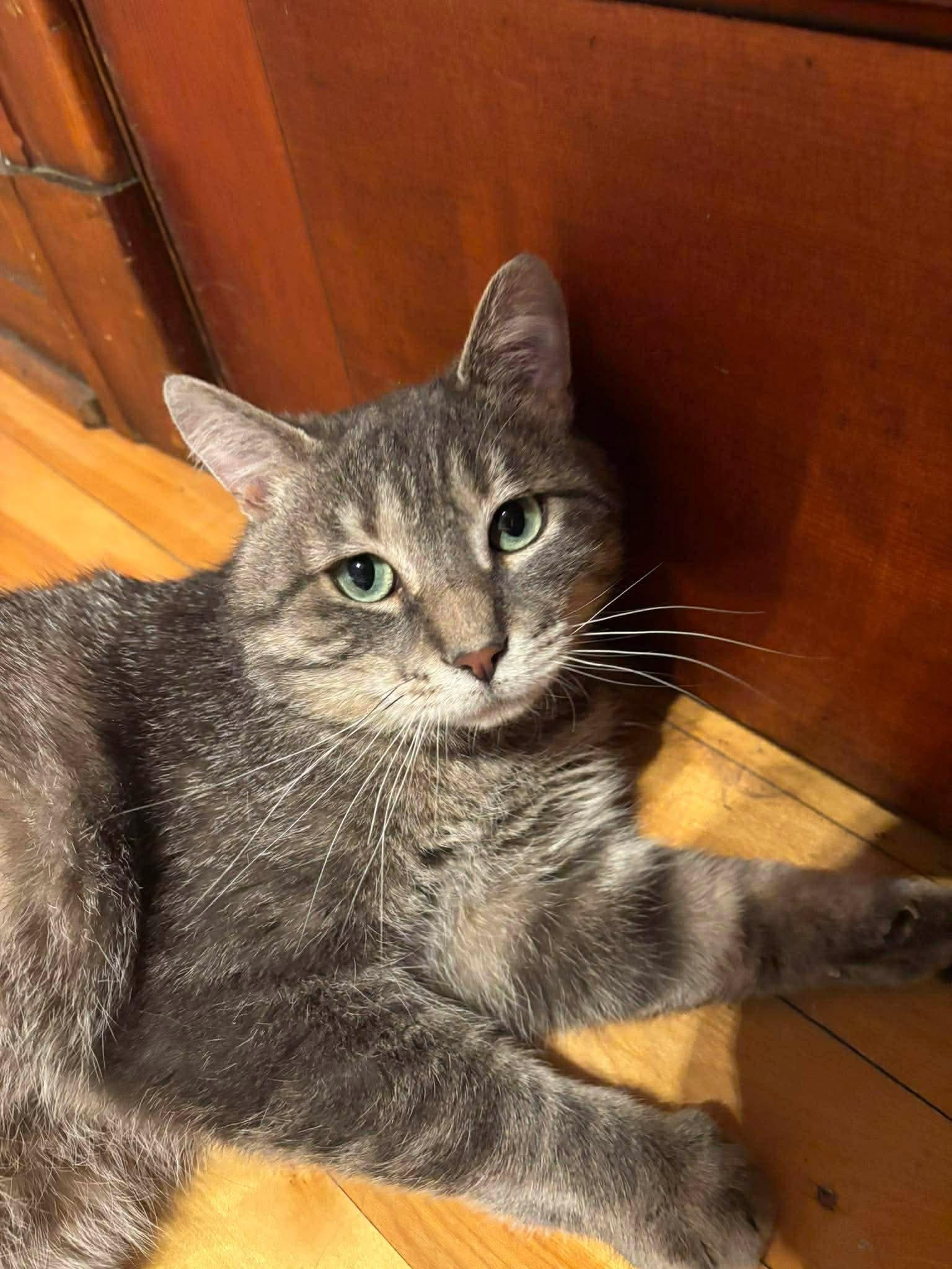 Monsieur LeGris, ADOPTABLE, Young Male Domestic Short Hair.