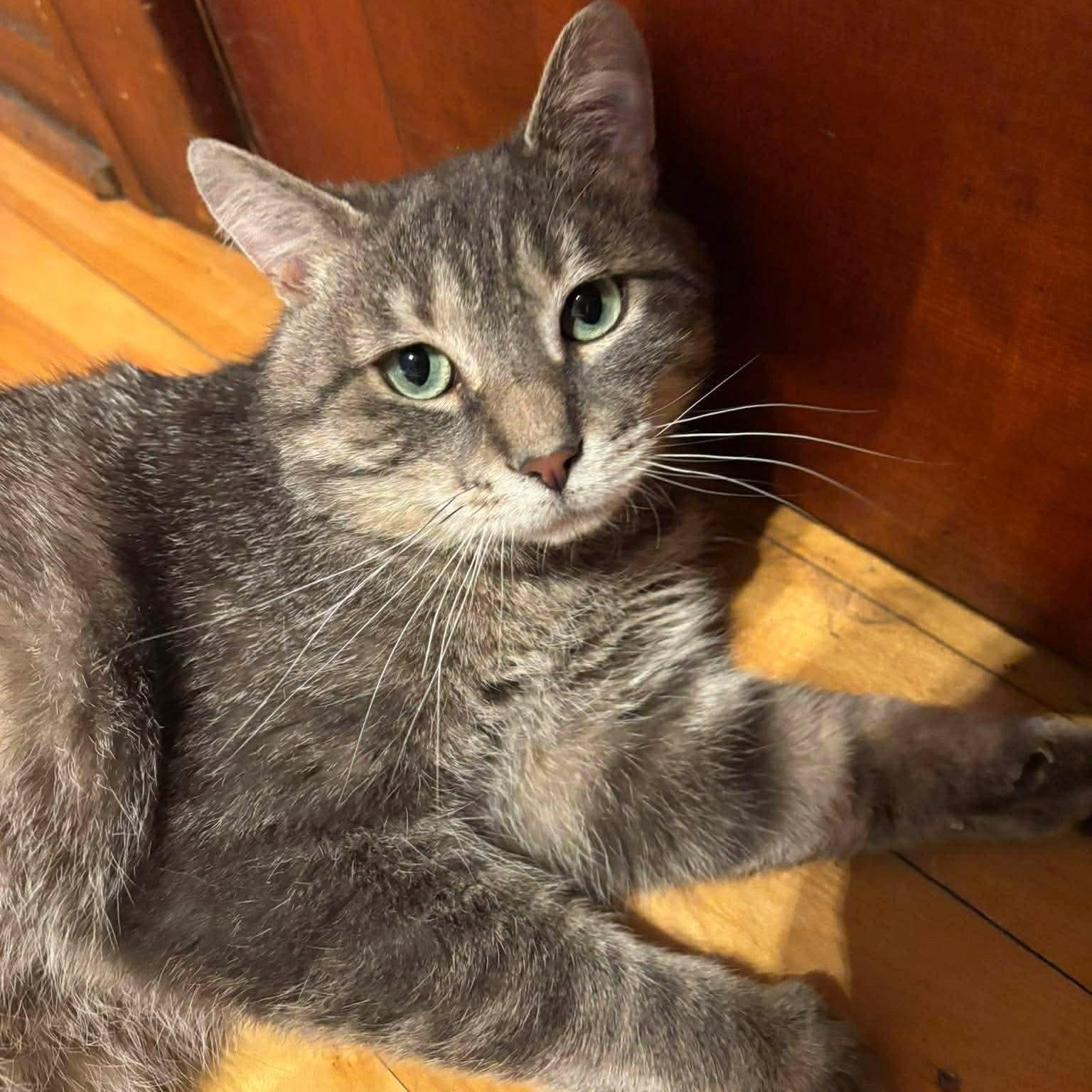 Enlarge Monsieur LeGris, a Adoptable Domestic Short Hair in Terrebonne, QC image 2/6
