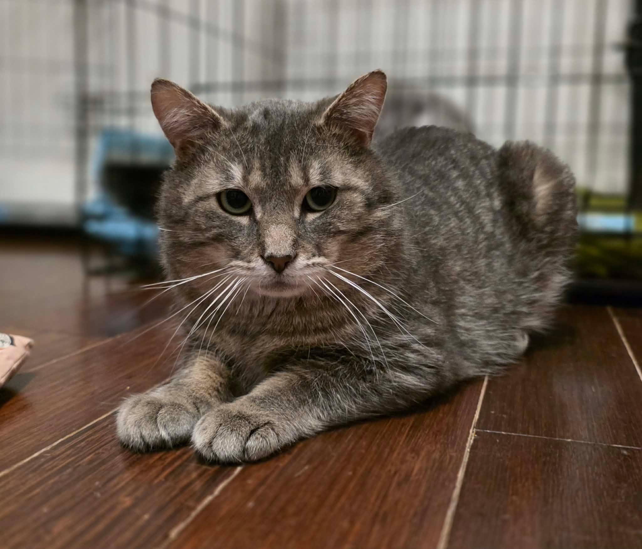 Enlarge Monsieur LeGris, a ADOPTABLE Domestic Short Hair in Terrebonne, QC image 4/6