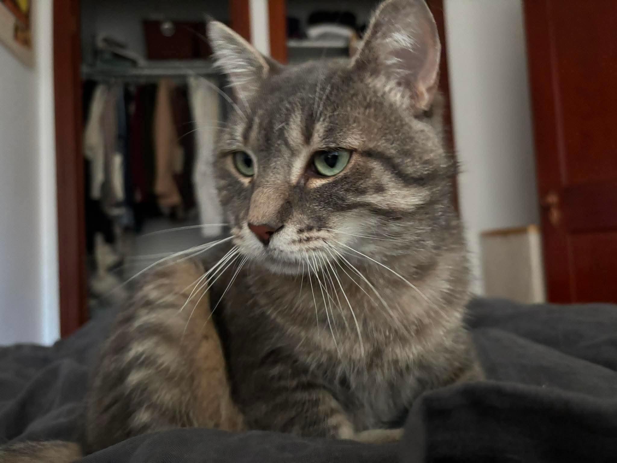 Enlarge Monsieur LeGris, a ADOPTABLE Domestic Short Hair in Terrebonne, QC image 6/6