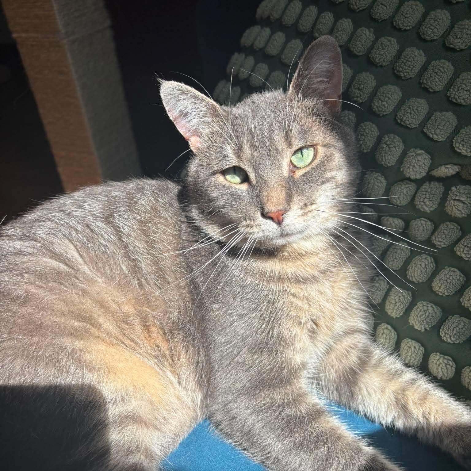 Enlarge Monsieur LeGris, a Adoptable Domestic Short Hair in Terrebonne, QC image 3/6