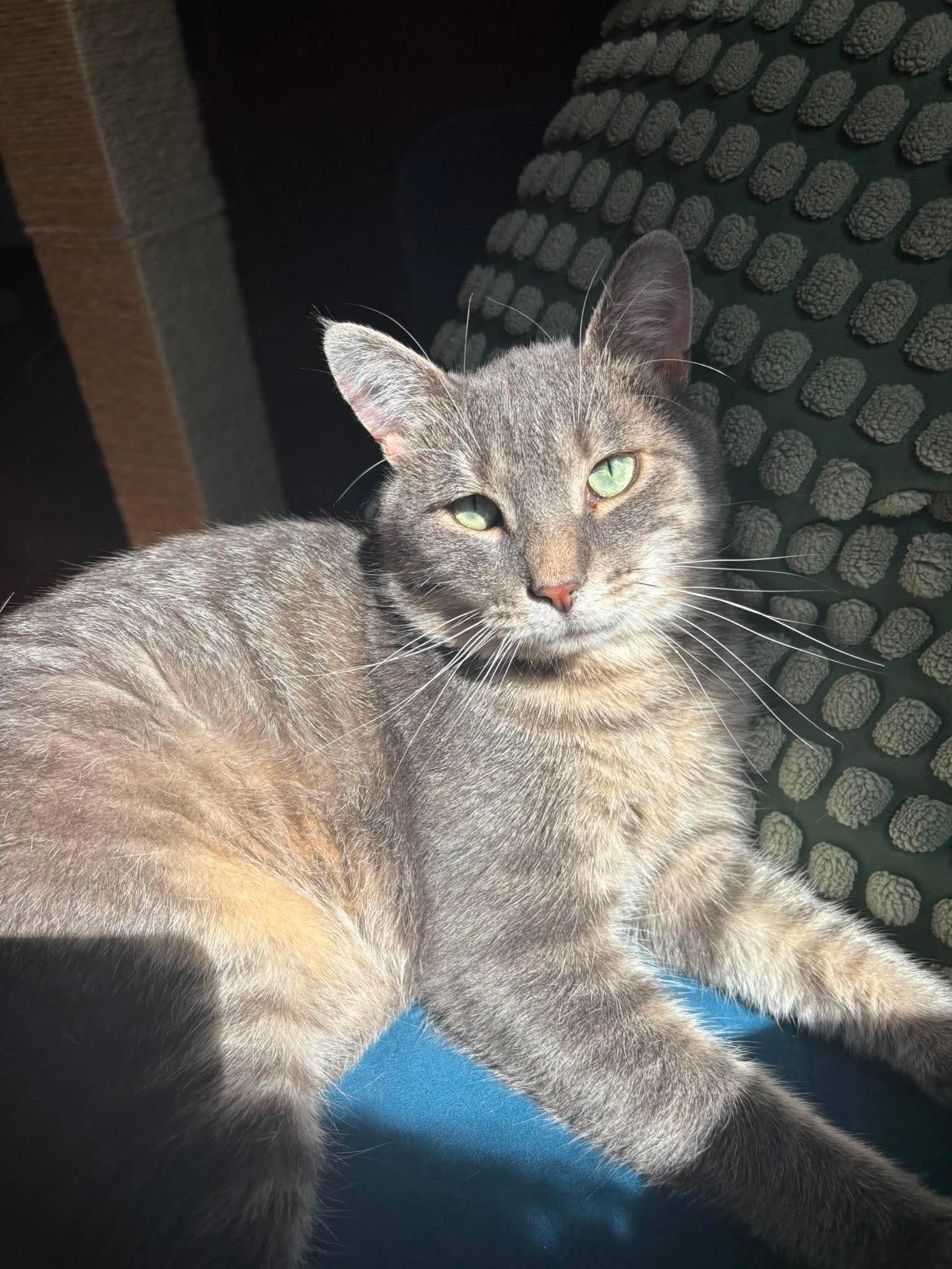 Enlarge Monsieur LeGris, a ADOPTABLE Domestic Short Hair in Terrebonne, QC image 1/6