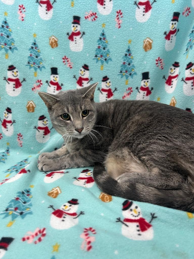 Enlarge Floyd, a Adopted Domestic Short Hair in Denham Springs, LA image 1/1
