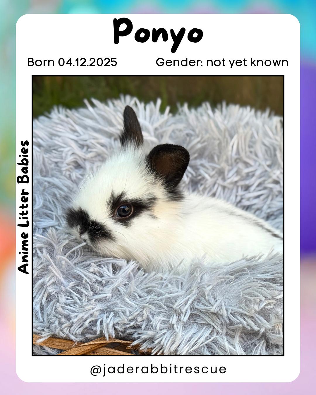 Ponyo *girl, a Adoptable mixed breed image 3/4