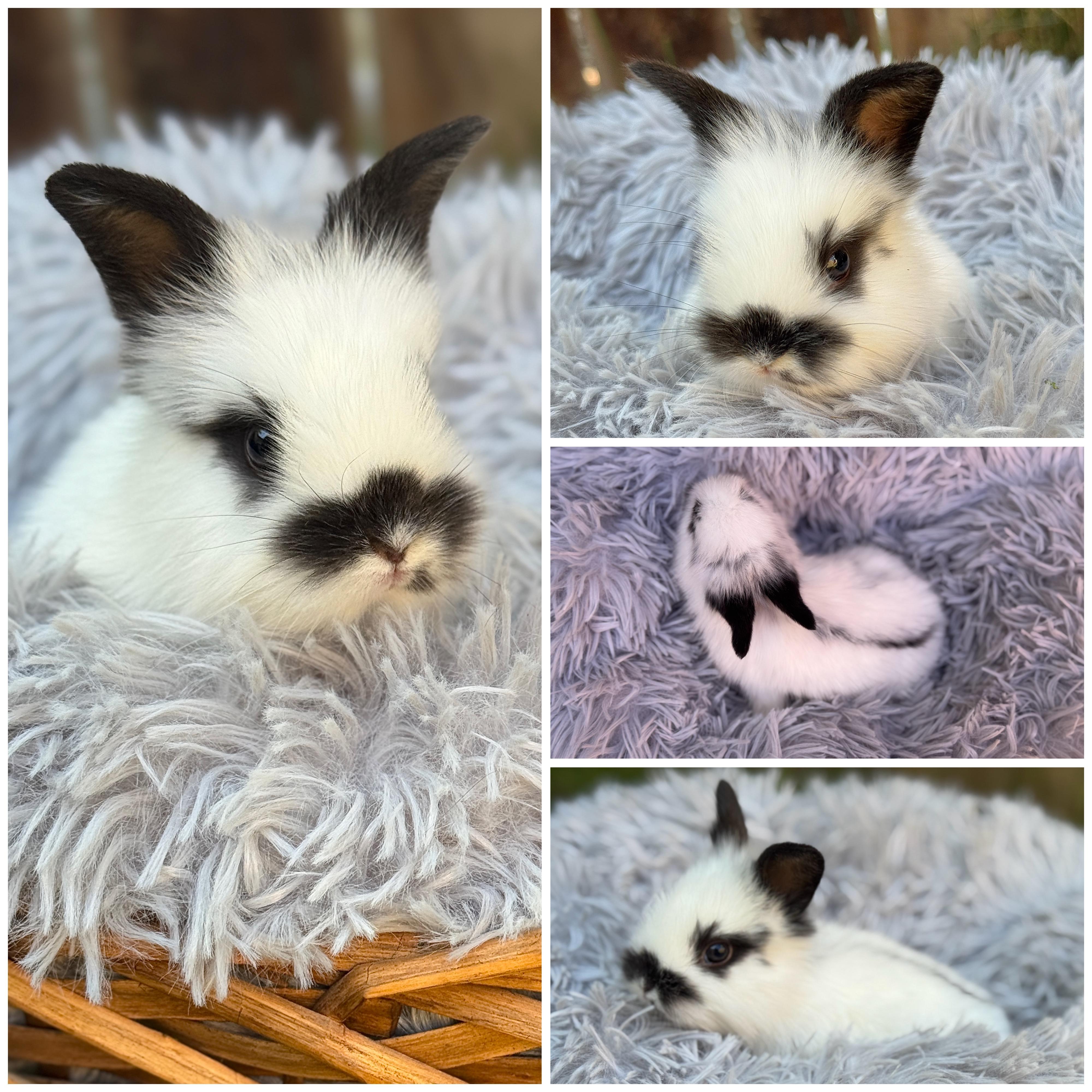 Ponyo *girl, a Adoptable mixed breed image 4/4