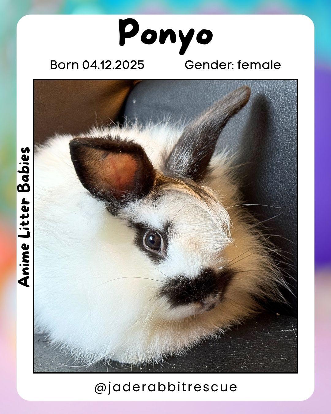 Ponyo *girl, Adoptable, Baby Female Lionhead & English Spot.