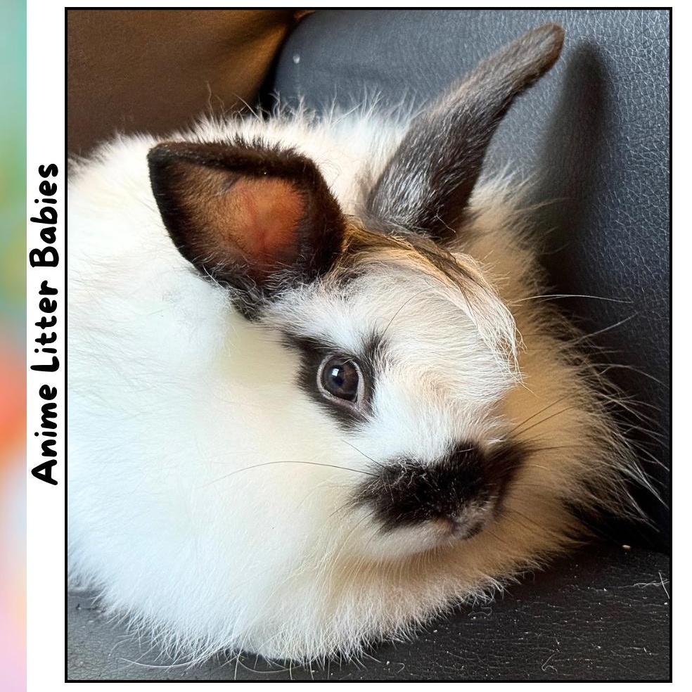 Ponyo *girl, a Adoptable mixed breed image 2/4