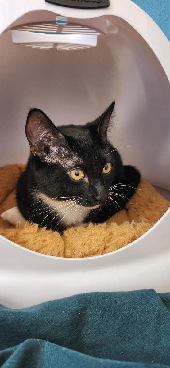 Tuxie, Adoptable, Kitten Female Domestic Short Hair.