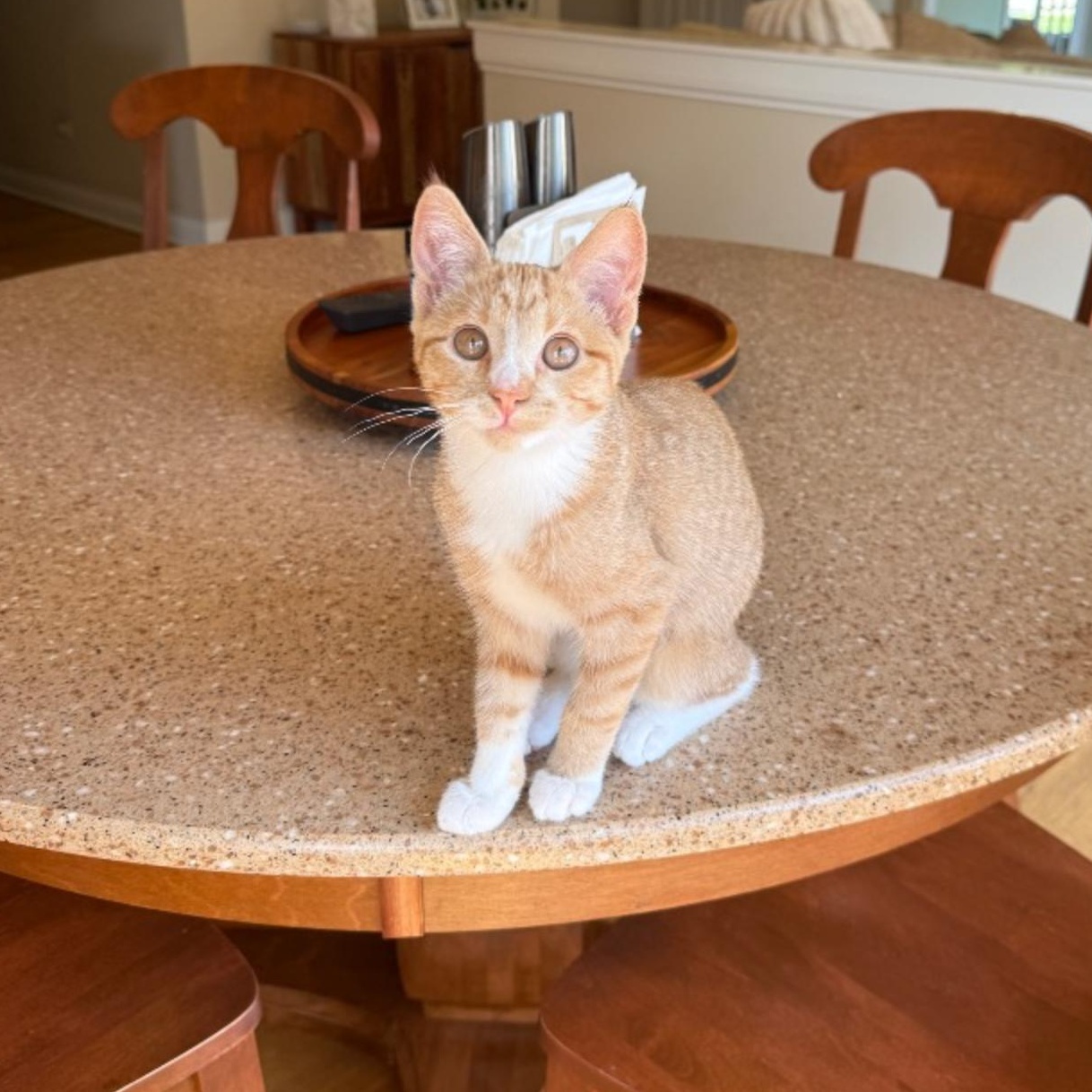 Enlarge Hoopla, an adopted Domestic Short Hair in Palatine, IL image 1/1