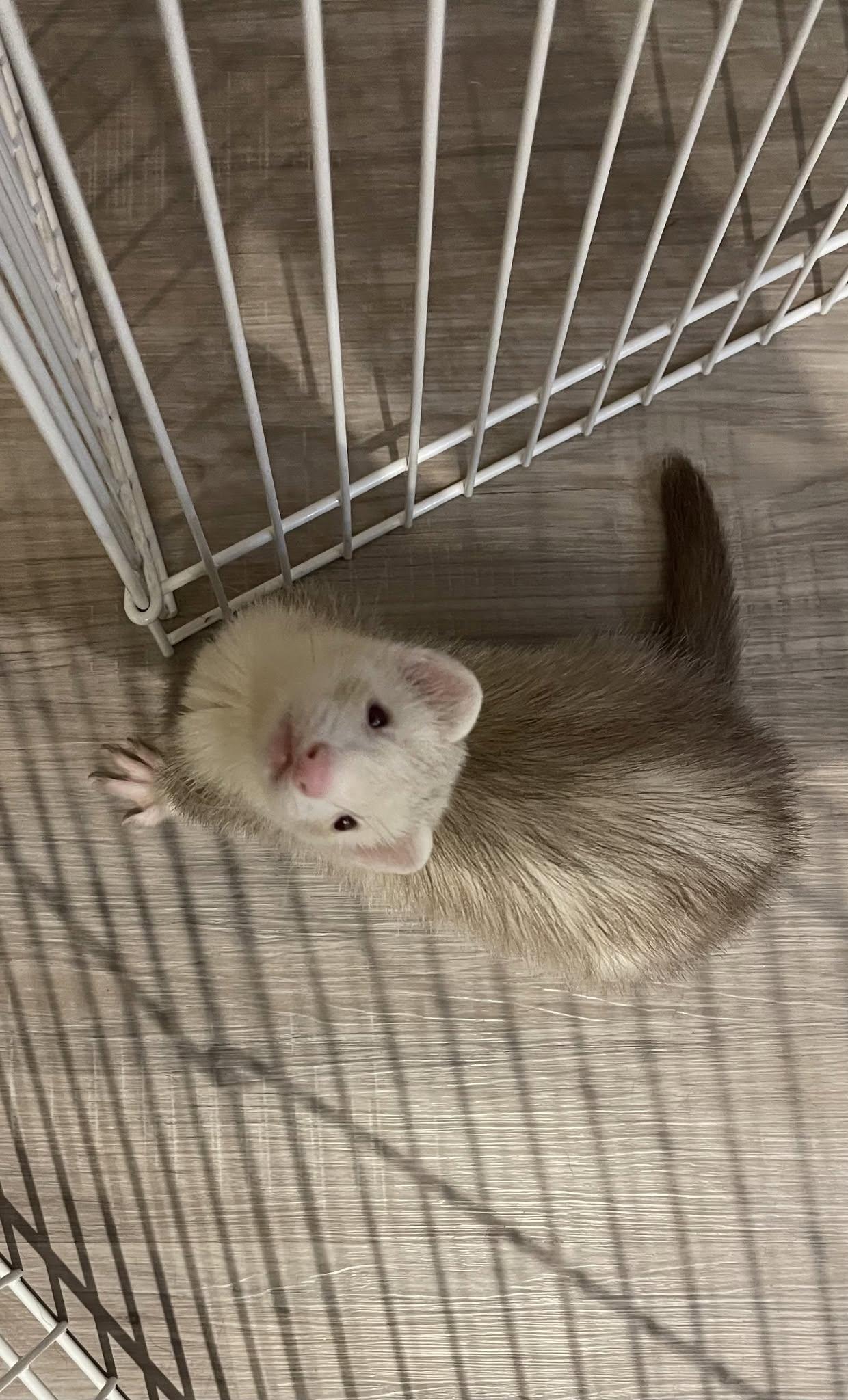 Ziti, ADOPTABLE, Young Male Ferret.