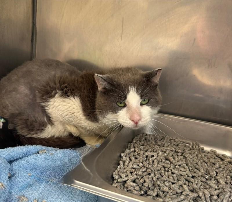 Cruze - (Fee Waived Adoption), a Adoptable Domestic Long Hair in Providence Forge, VA image 1/2