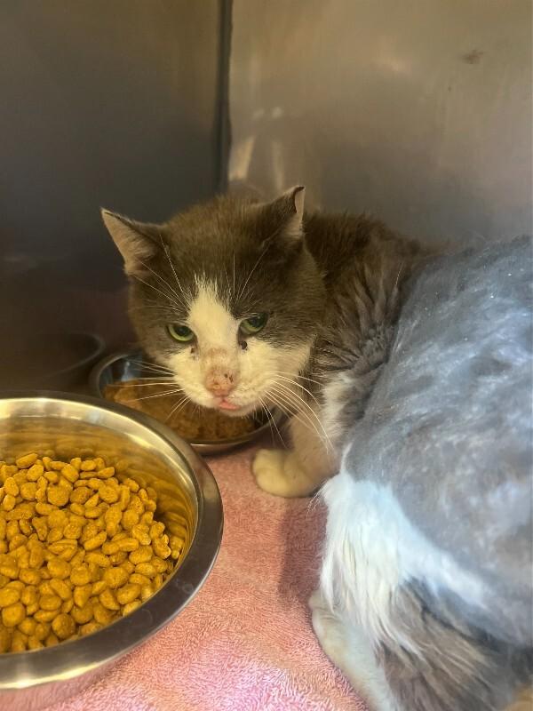 Enlarge Crusty, a Adoptable Domestic Long Hair in Providence Forge, VA image 1/1