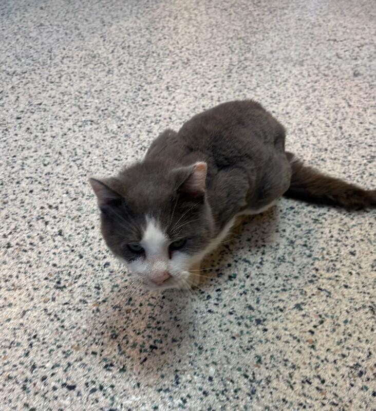 Cruze - (Fee Waived Adoption), a Adoptable Domestic Long Hair in Providence Forge, VA image 5/5