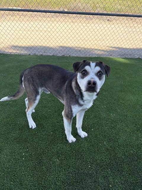 DECLAN, Adoptable, Young Male German Shepherd Dog & German Shepherd Dog.
