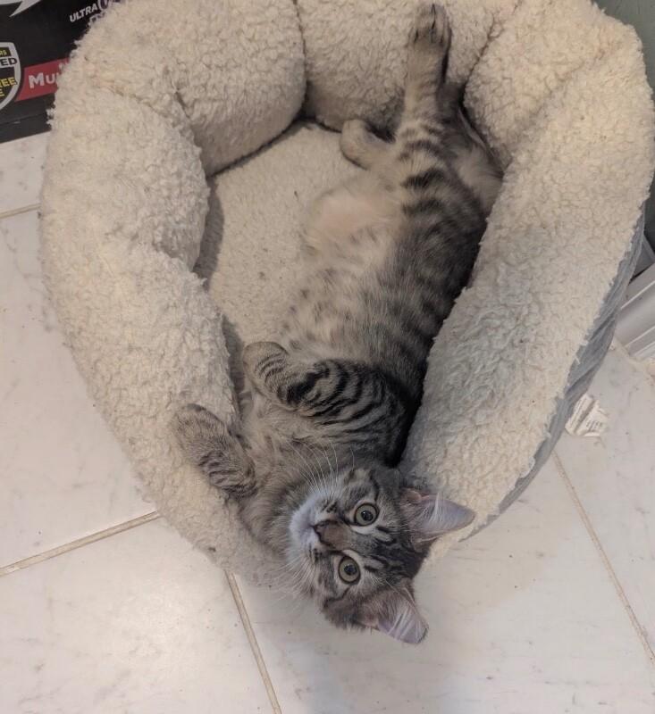 Merlin, Adoptable, Young Male Domestic Medium Hair.