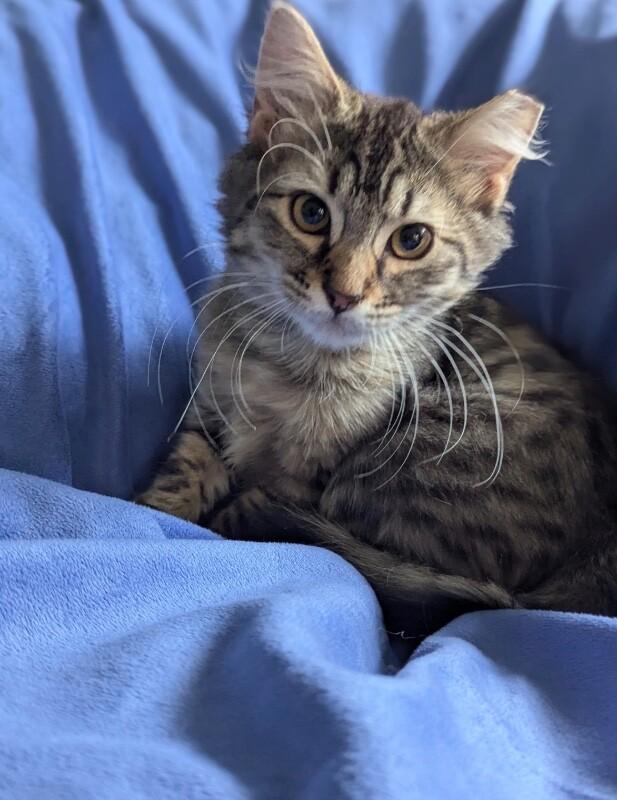 Enlarge Merlin, a Adoptable Domestic Medium Hair in North Babylon, NY image 2/3