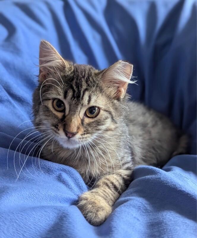 Enlarge Merlin, a Adoptable Domestic Medium Hair in North Babylon, NY image 3/3