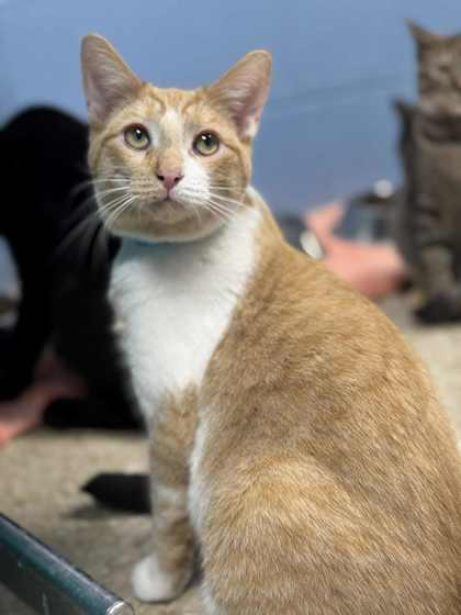 Sham Wow, Adoptable, Kitten Male Domestic Short Hair & Domestic Short Hair.