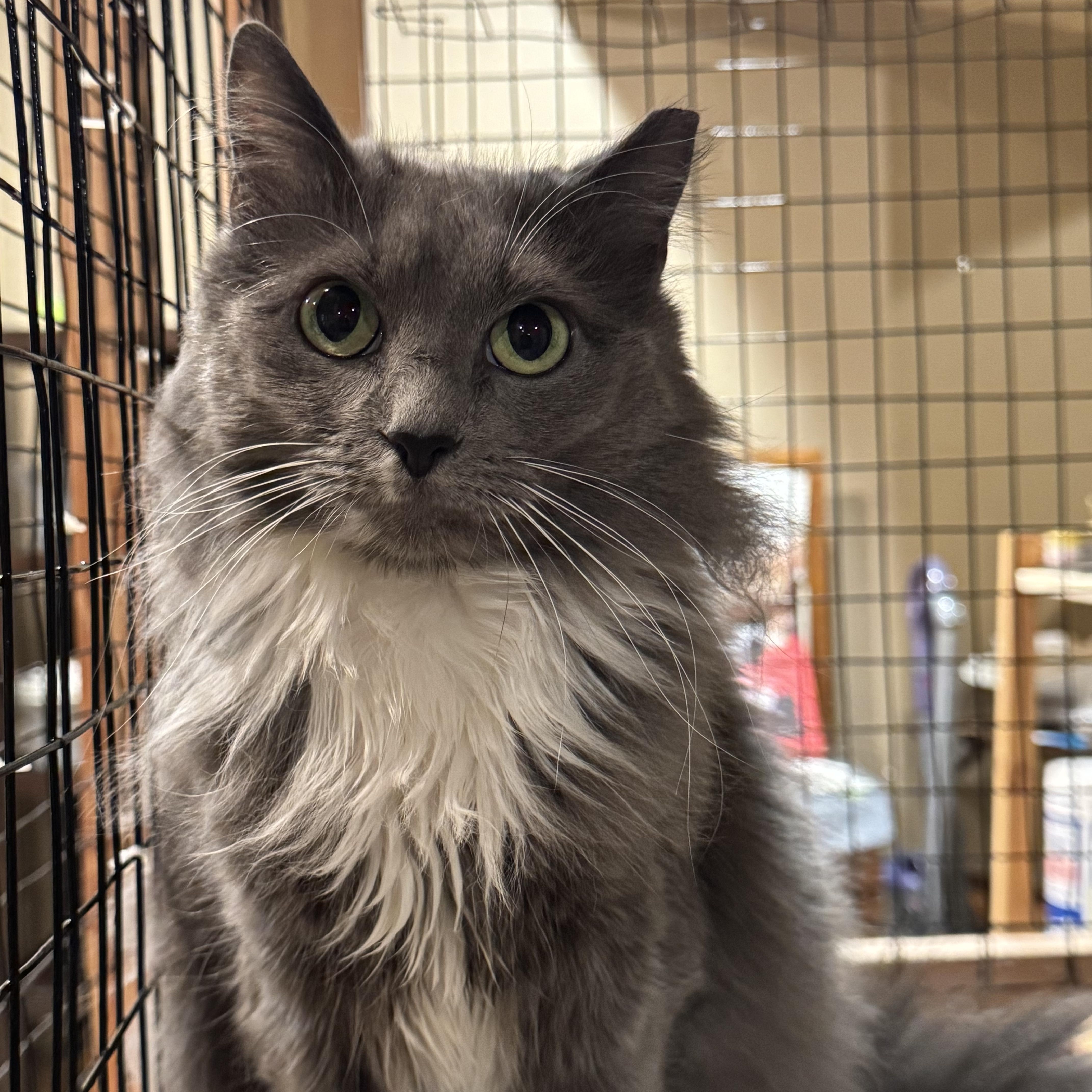 Esmeralda - A QUIET BEAUTY WHOSE LOVE IS EARNED WITH TIME & PATIENCE, Adoptable, Adult Female Domestic Medium Hair.