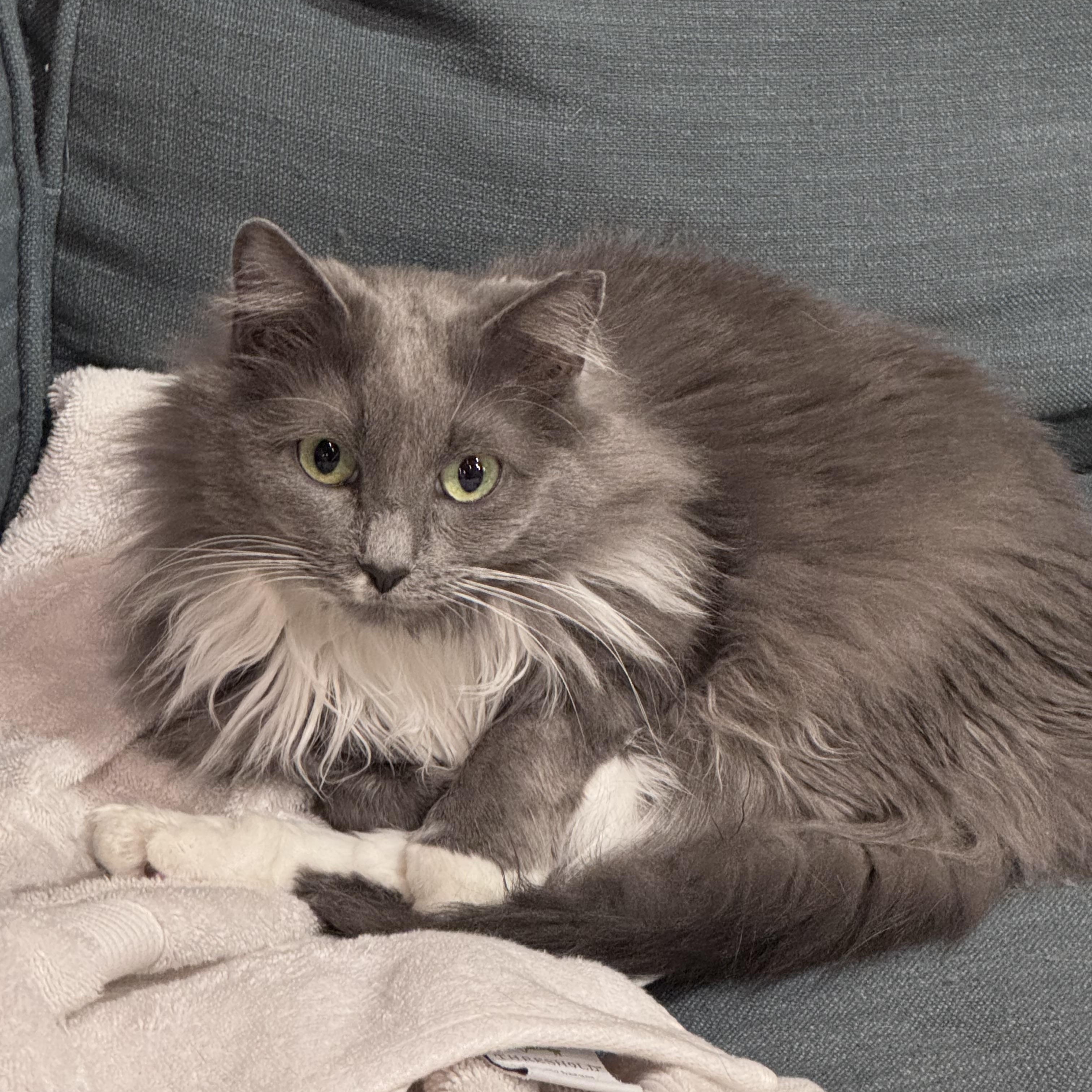 Enlarge Esmeralda: The Patient Soul, a Adoptable Domestic Medium Hair in Bristow, VA image 1/3