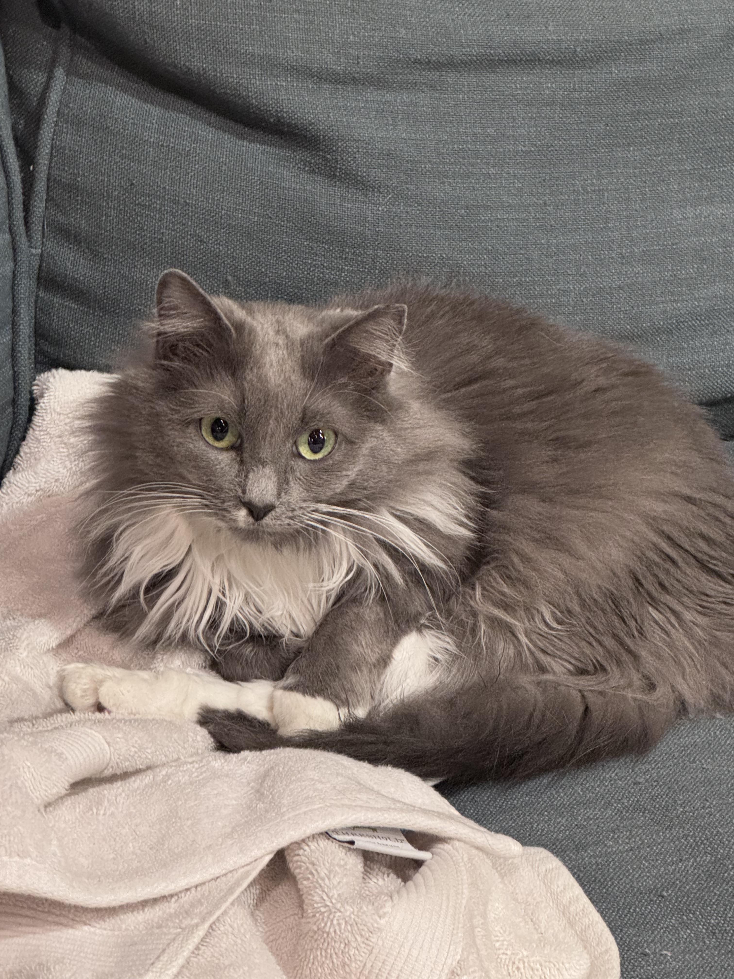 Enlarge Esmeralda: The Patient Soul, a Adoptable Domestic Medium Hair in Bristow, VA image 4/4