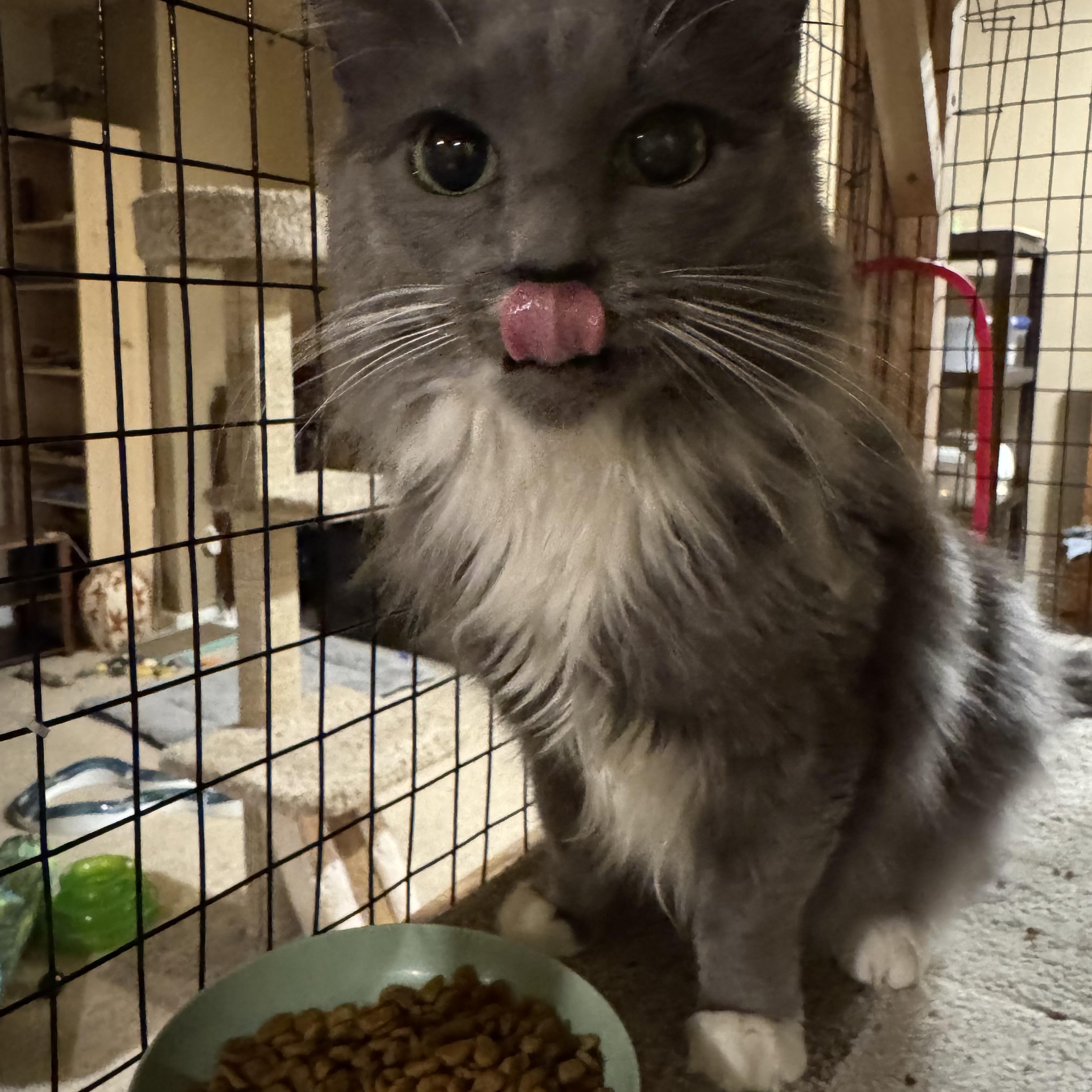 Esmeralda - A QUIET BEAUTY WHOSE LOVE IS EARNED WITH TIME & PATIENCE, a Adoptable Domestic Medium Hair in Bristow, VA image 2/3