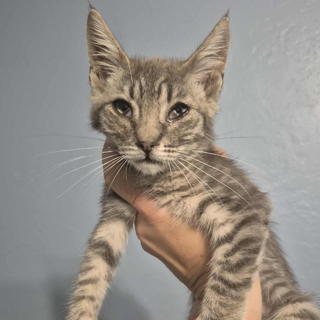 Enlarge Gretchen, a Adoptable Domestic Short Hair in Jacksonville, OR image 1/6