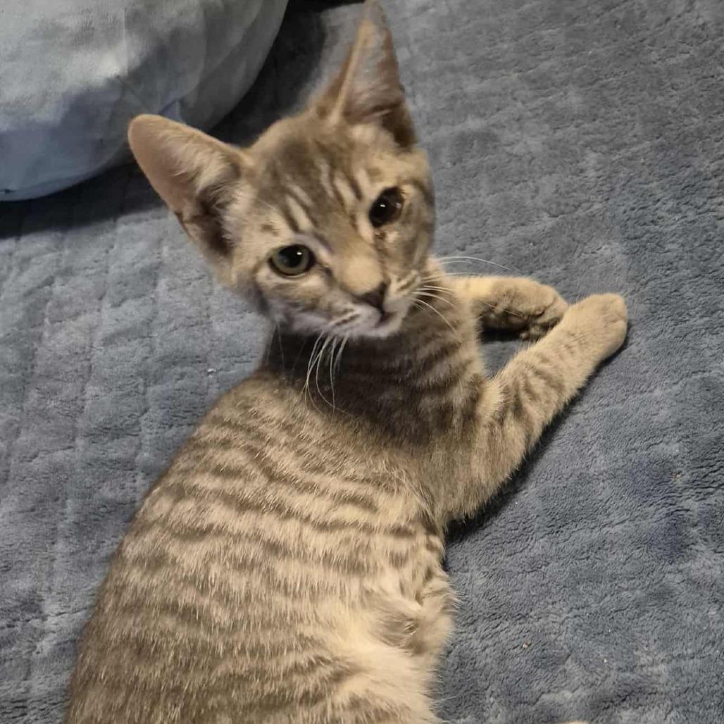 Enlarge Gretchen, a Adoptable Domestic Short Hair in Jacksonville, OR image 2/6