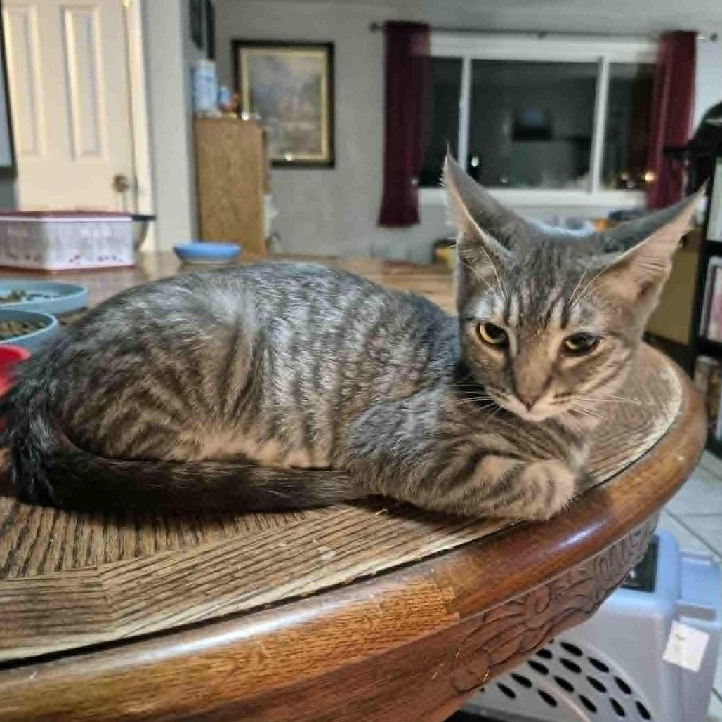 Enlarge Gretchen, a Adoptable Domestic Short Hair in Jacksonville, OR image 3/6