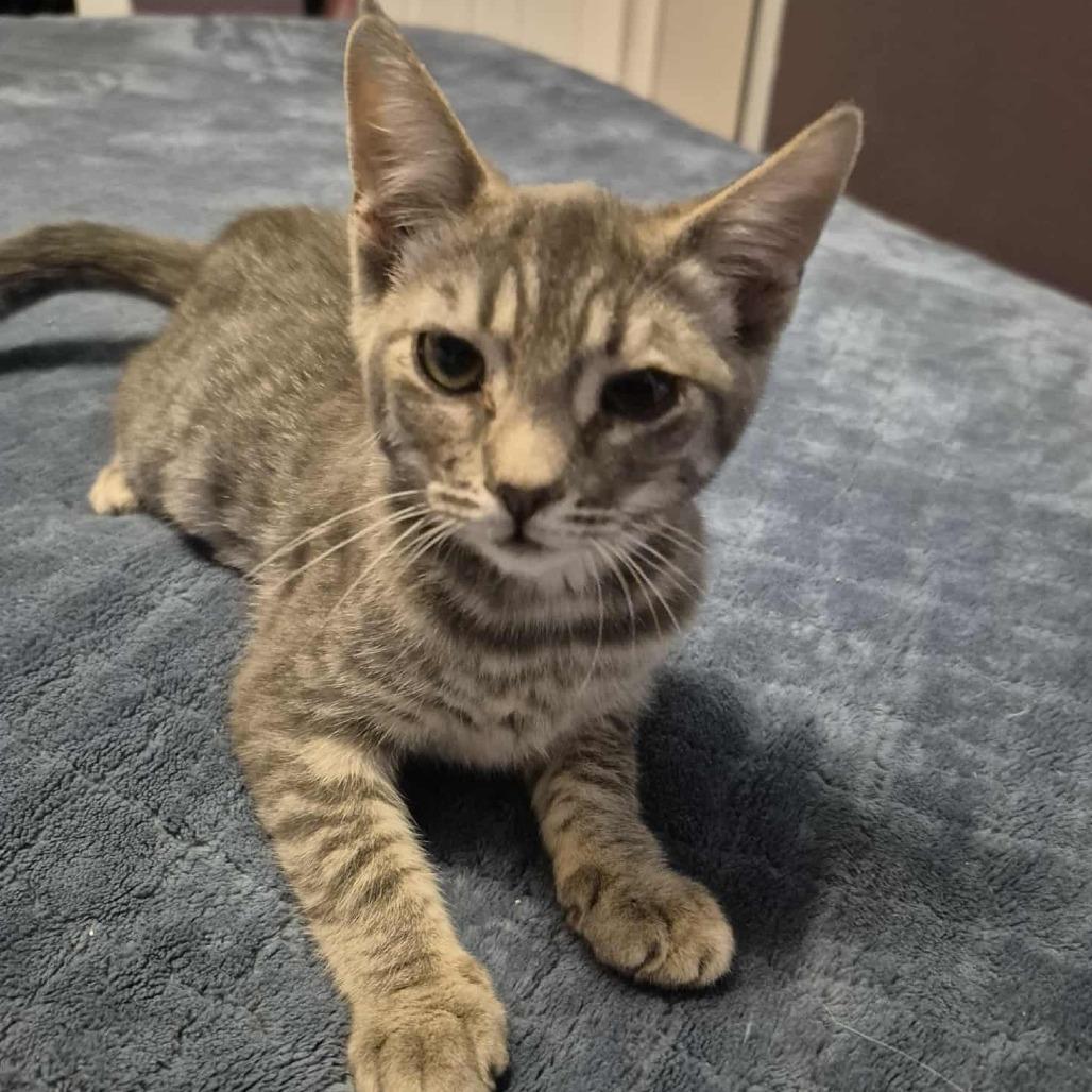 Enlarge Gretchen, a Adoptable Domestic Short Hair in Jacksonville, OR image 4/6