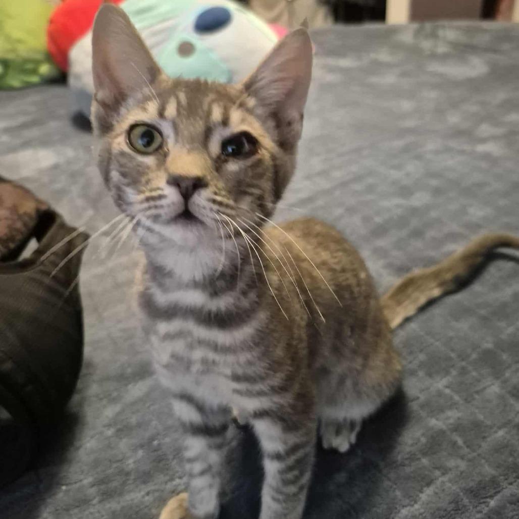 Enlarge Gretchen, a Adoptable Domestic Short Hair in Jacksonville, OR image 6/6