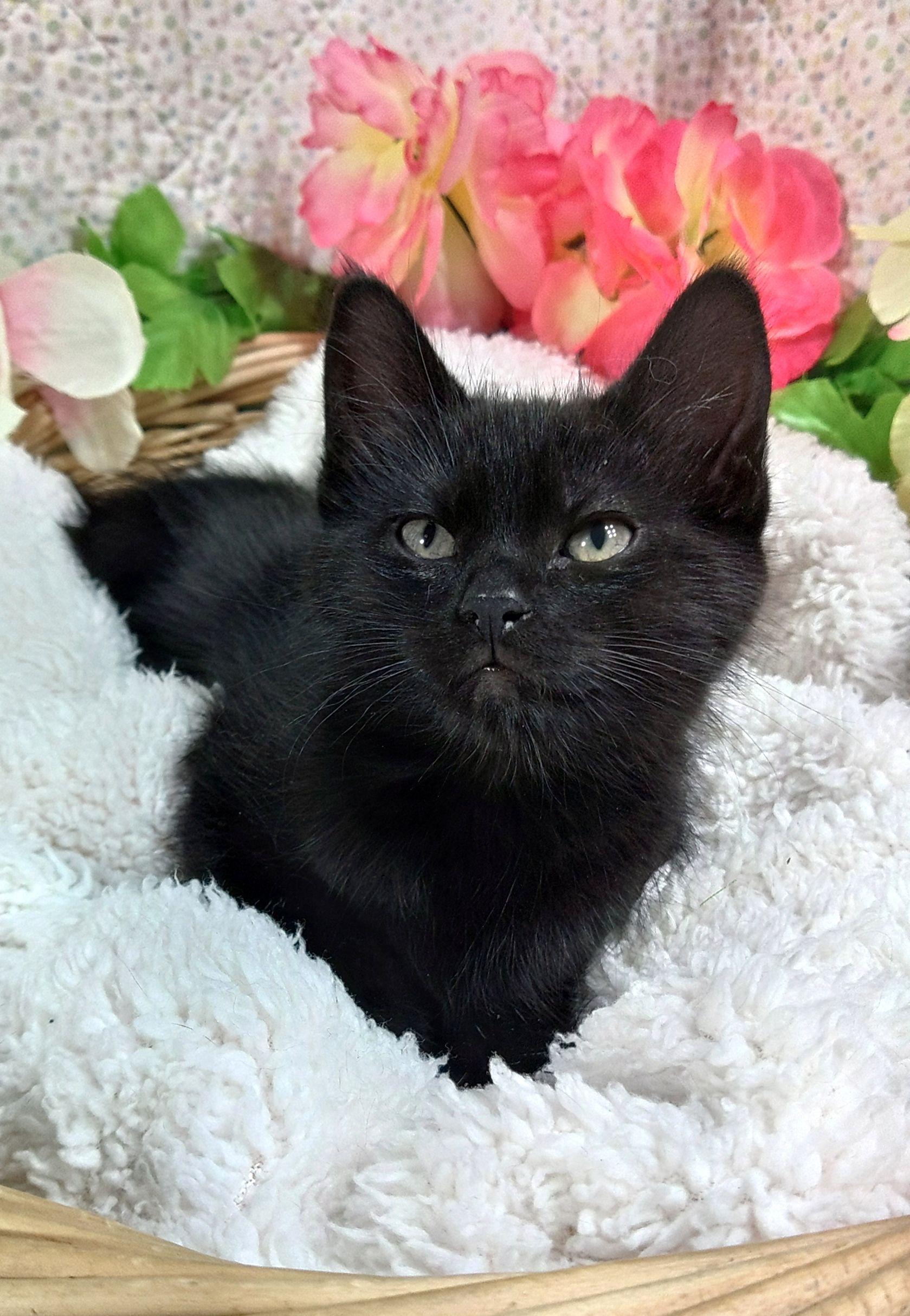 Enlarge Iredale, a ADOPTABLE Domestic Short Hair in Tigard, OR image 2/2