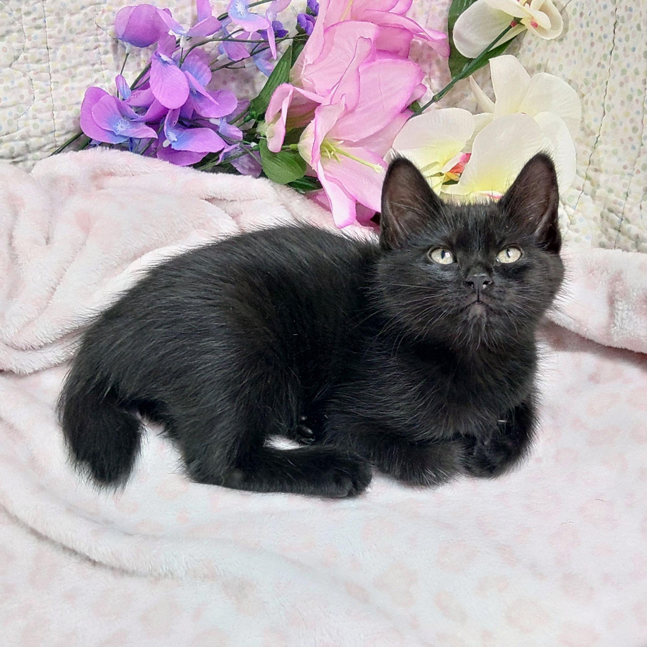 Iredale, ADOPTABLE, Kitten Female Domestic Short Hair.