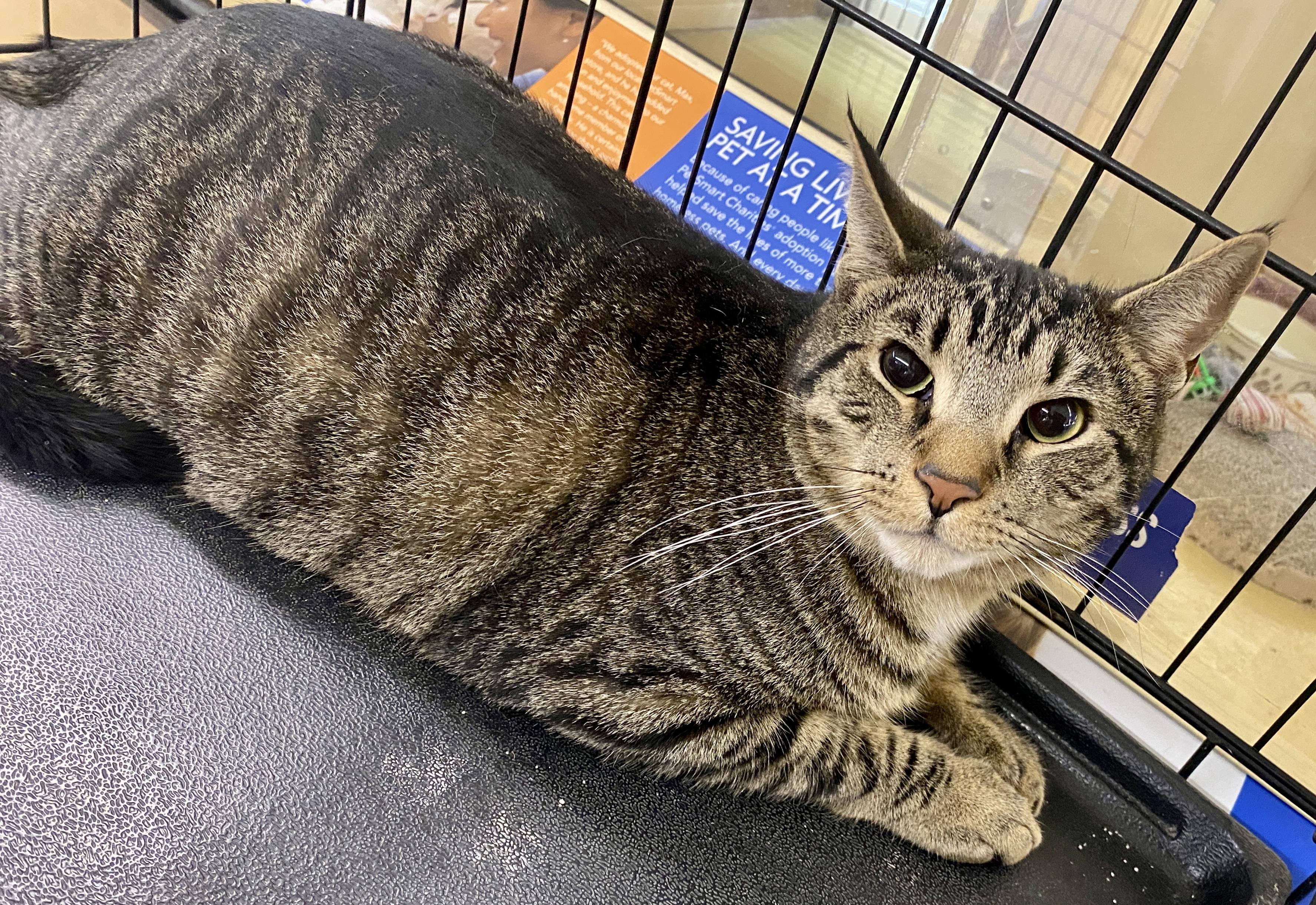 Enlarge Sunny & Libra, a ADOPTABLE mixed breed in Red Bank, NJ image 3/3