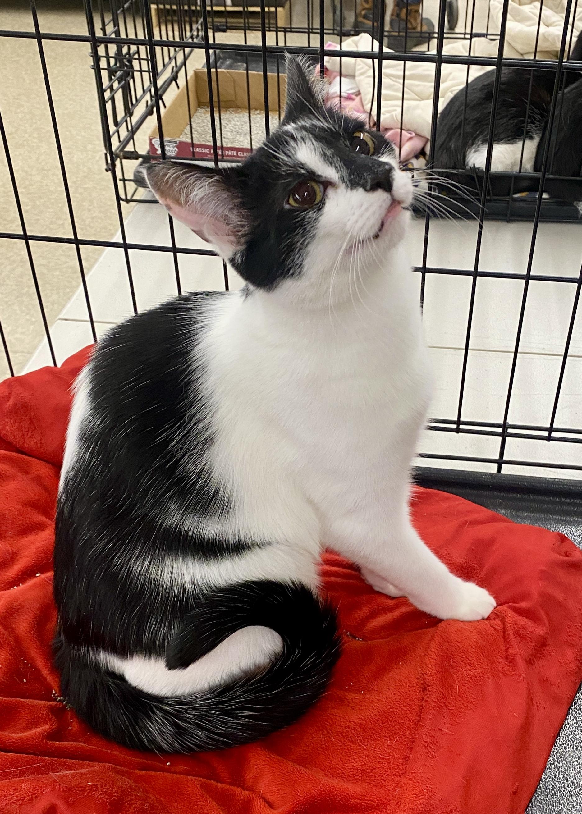 Sunny & Libra, ADOPTABLE, Young Female Domestic Short Hair & Tabby.