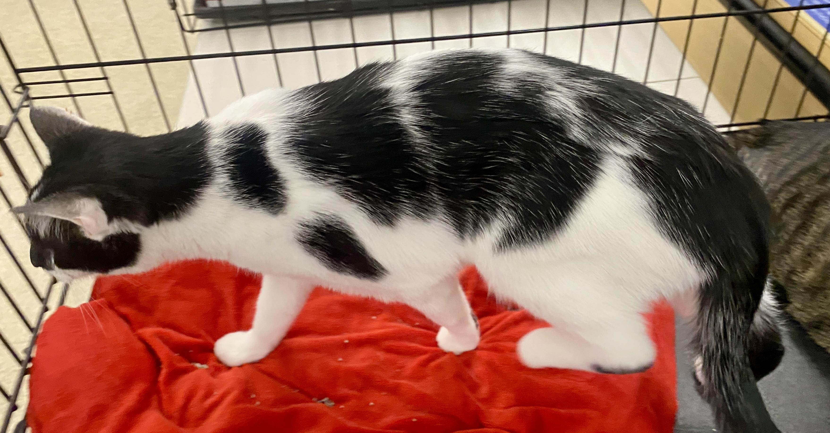 Enlarge Sunny & Libra, a ADOPTABLE mixed breed in Red Bank, NJ image 2/3