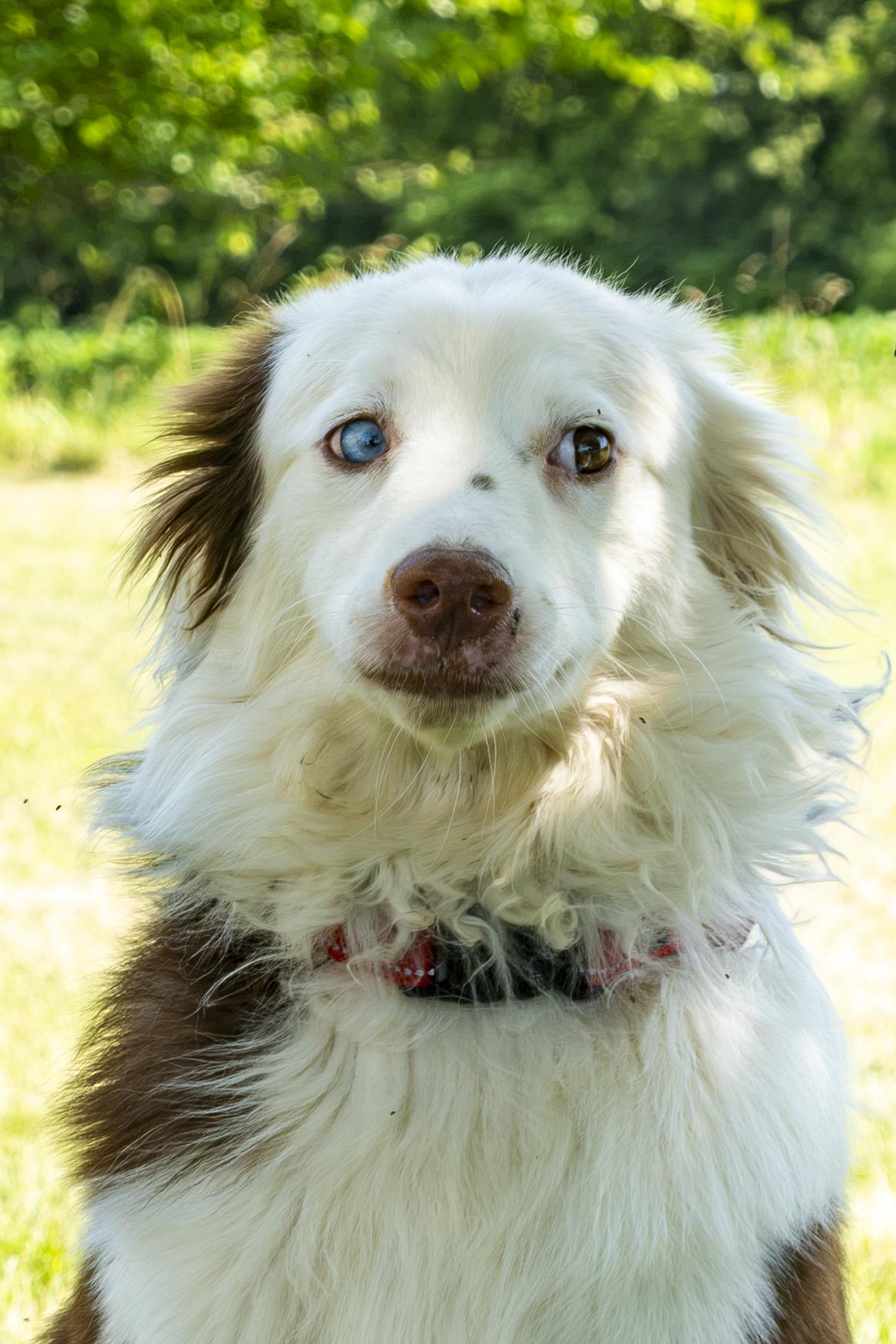 Brewster, a ADOPTABLE mixed breed in Muncie, IN image 4/5
