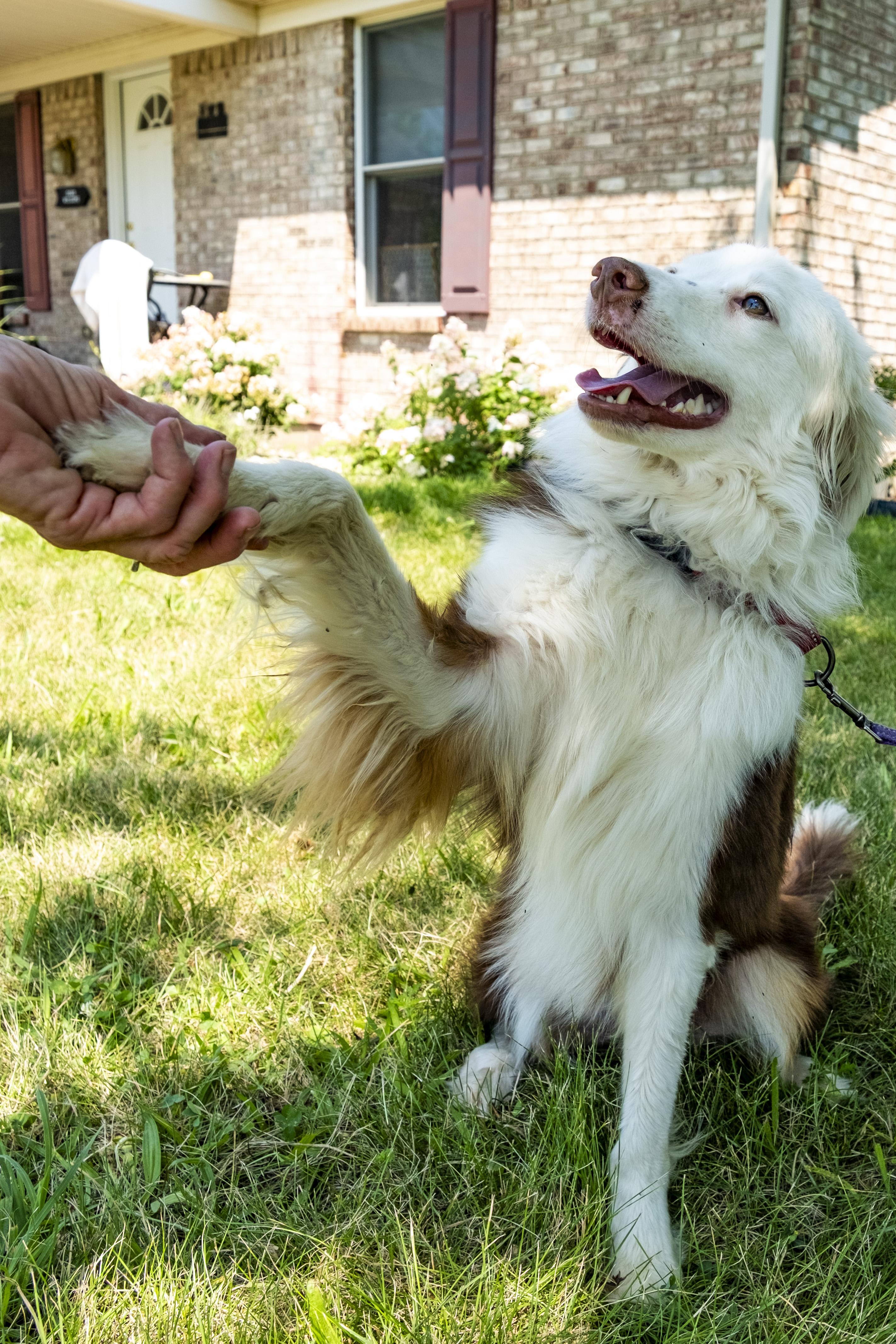 Brewster, a ADOPTABLE mixed breed in Muncie, IN image 3/5