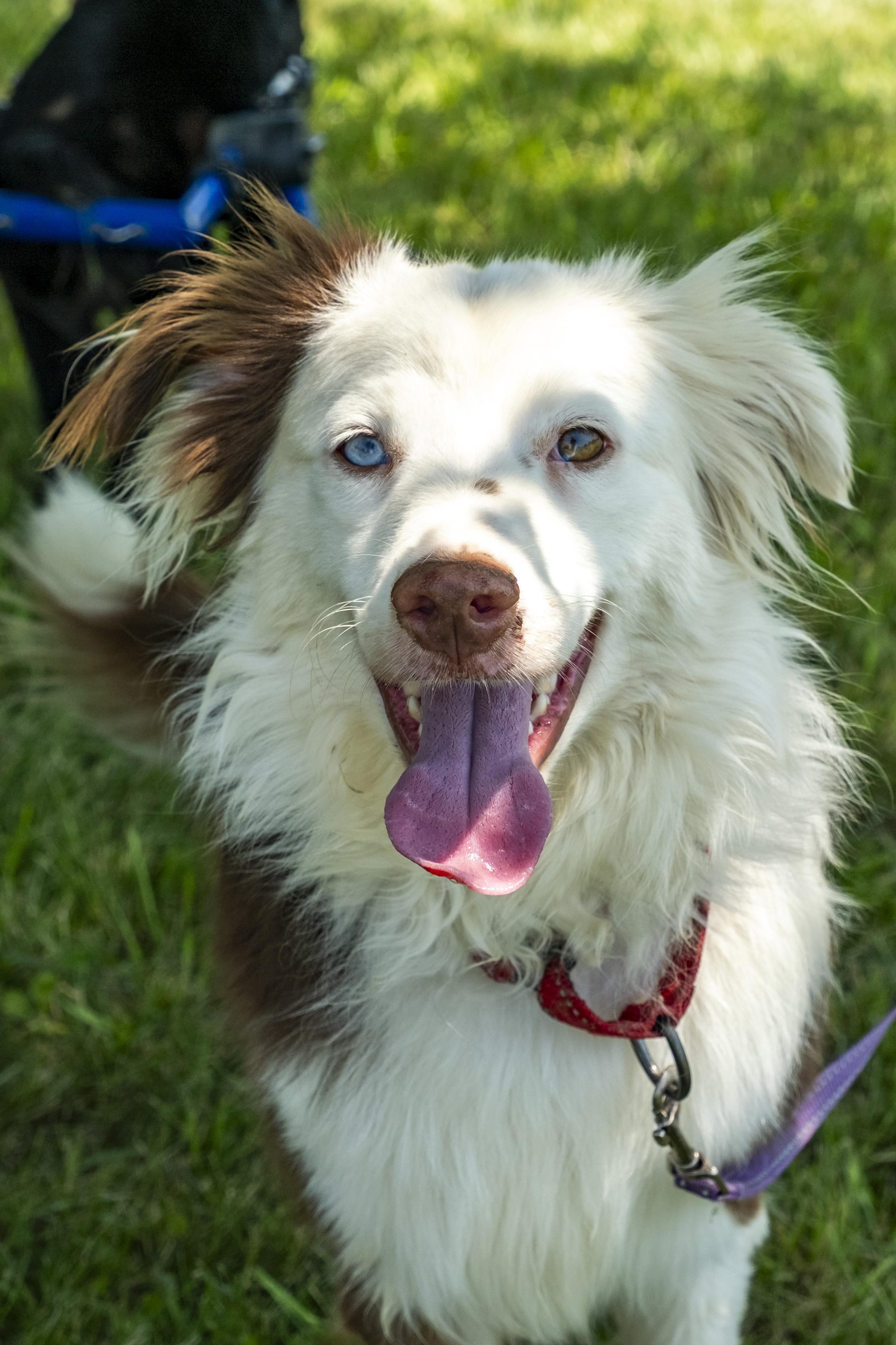 Brewster, a ADOPTABLE mixed breed in Muncie, IN image 1/5