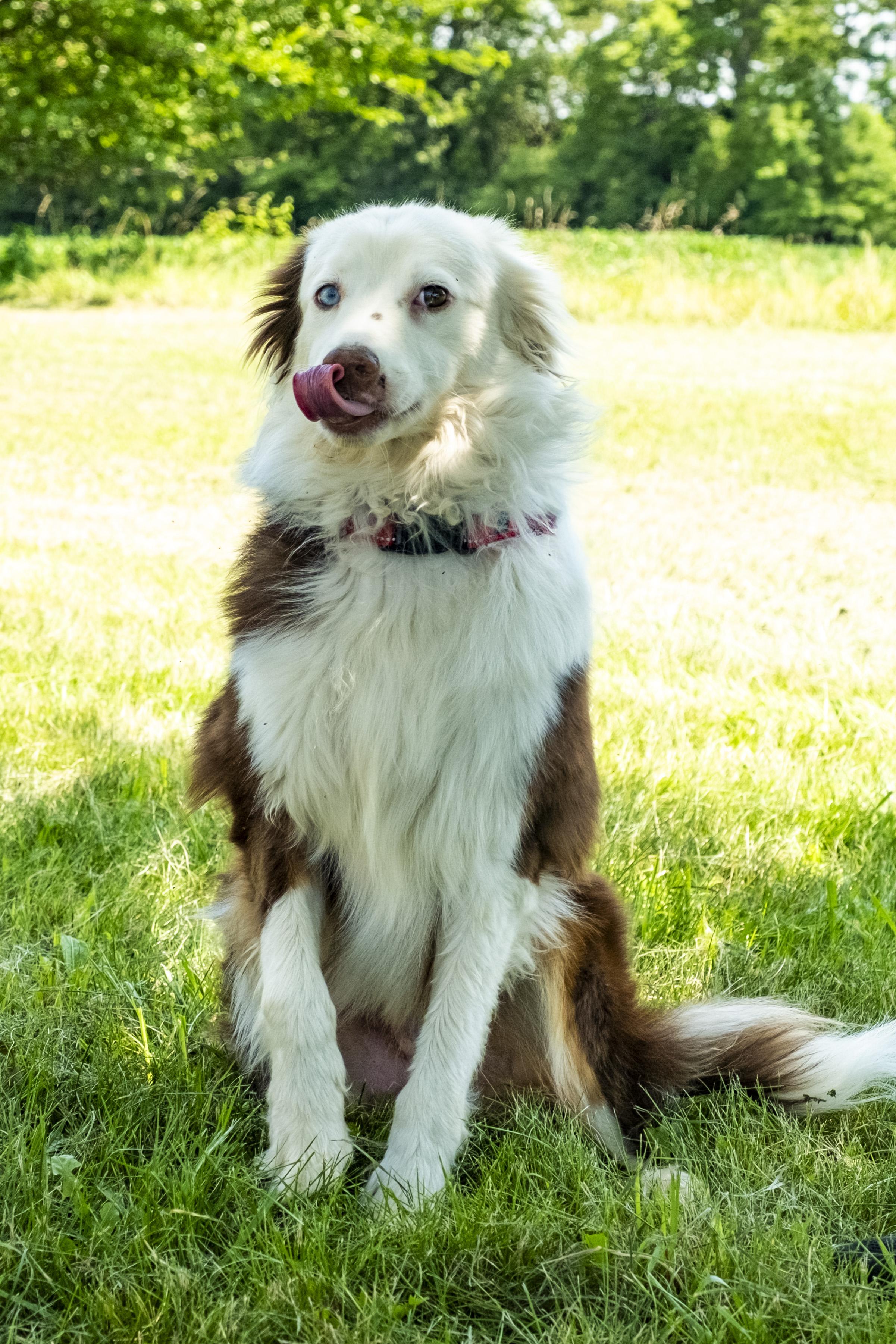 Brewster, a ADOPTABLE mixed breed in Muncie, IN image 5/5