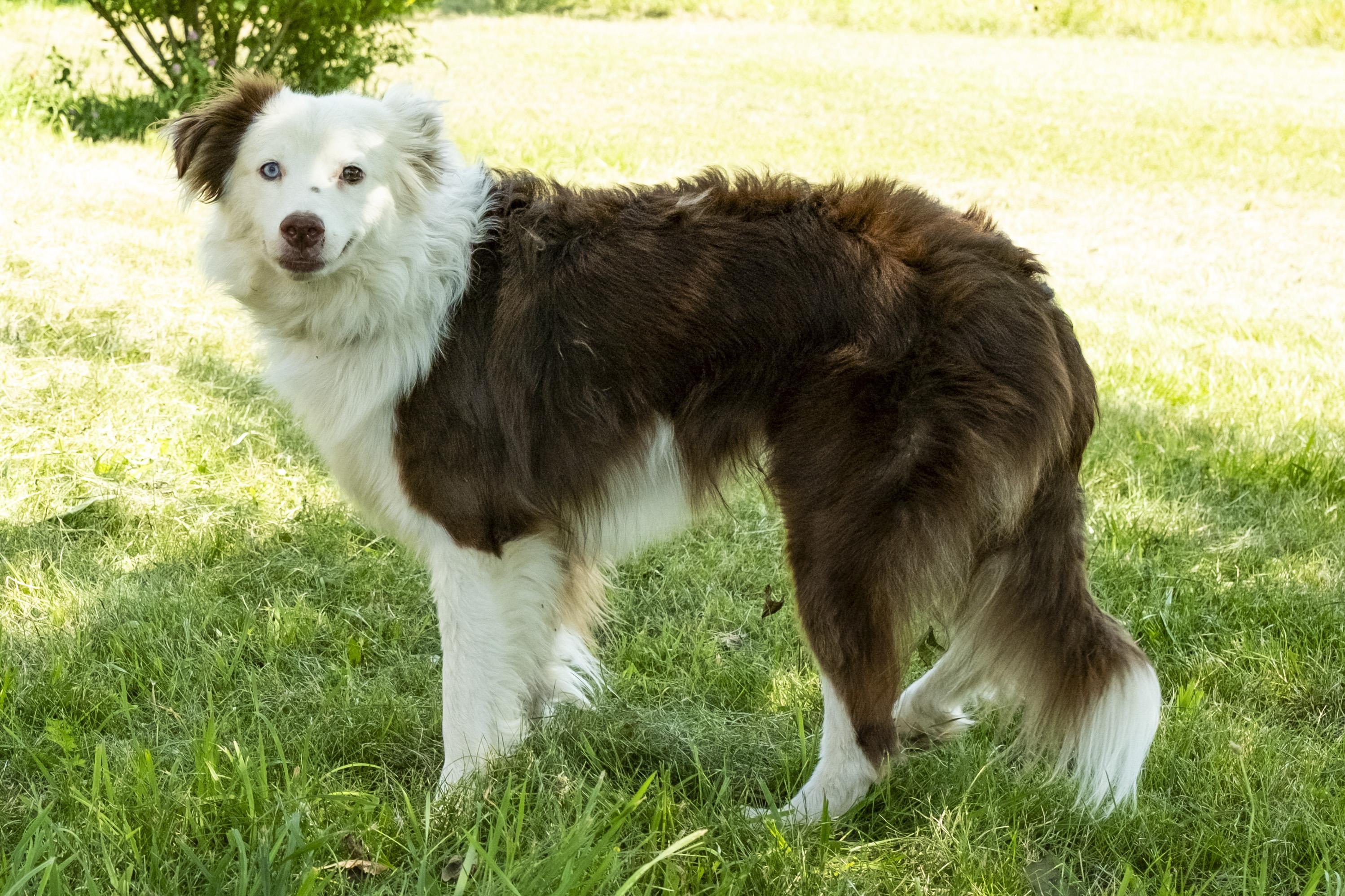 Brewster, a ADOPTABLE mixed breed in Muncie, IN image 2/5