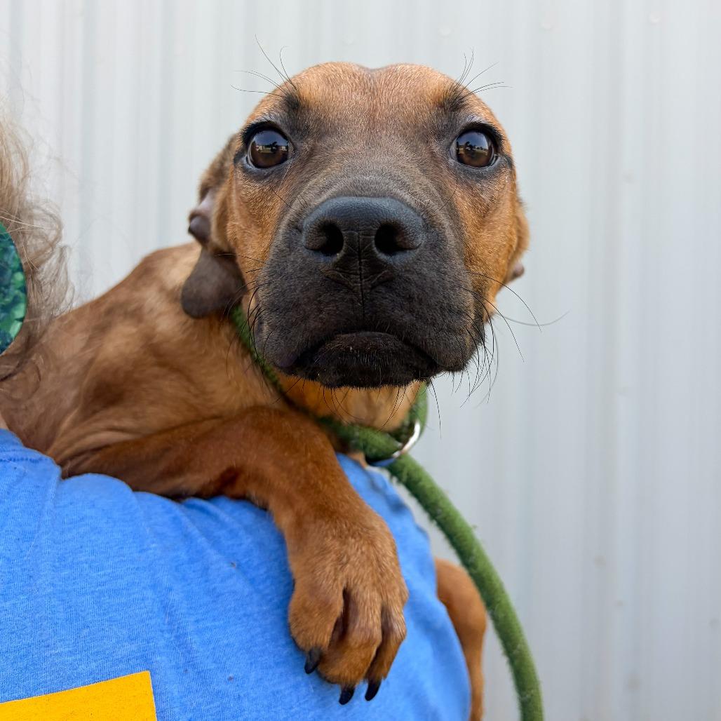 Suzie, Adoptable, Young Female Hound & Mixed Breed.