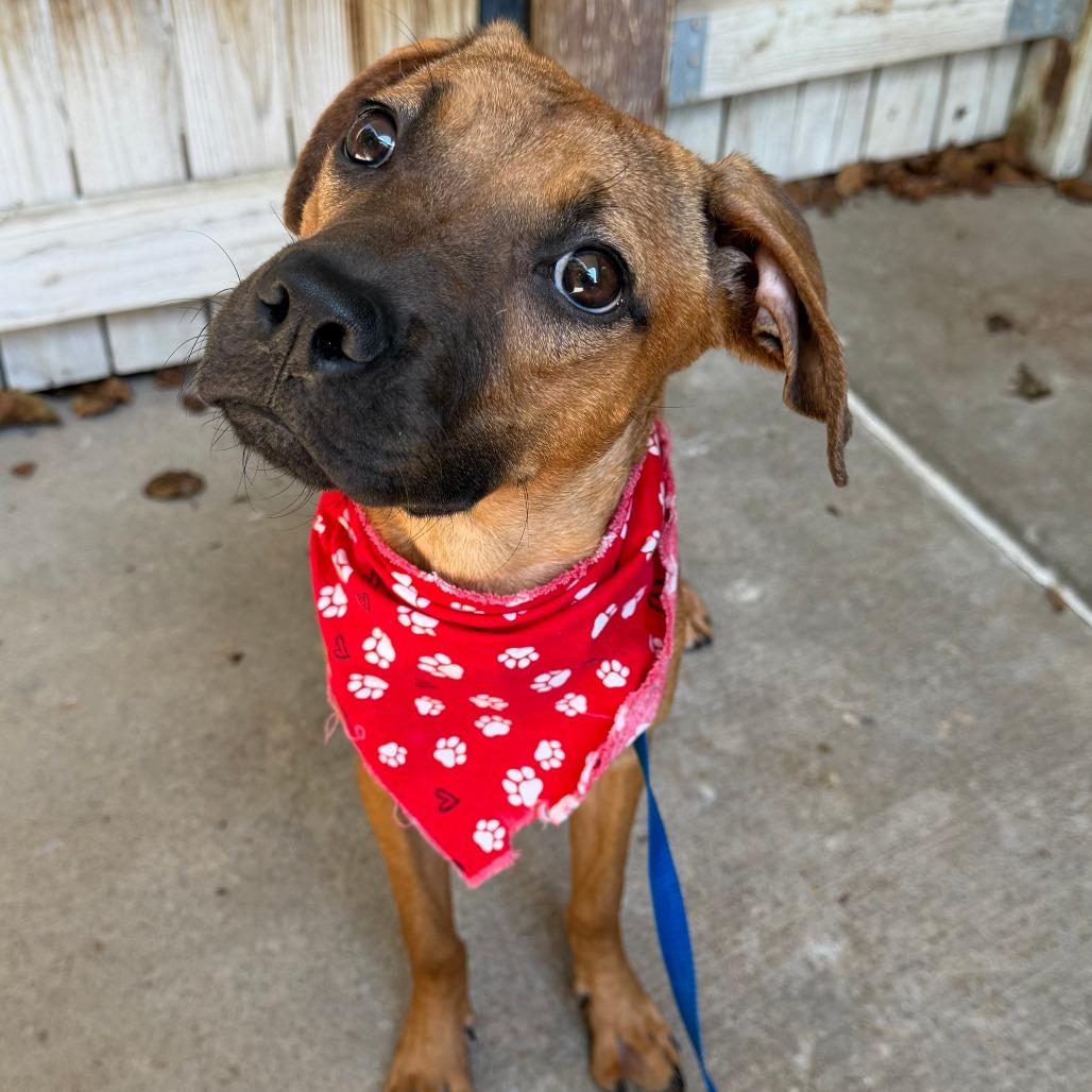Enlarge Suzie, a Adoptable mixed breed in Tulsa, OK image 2/2